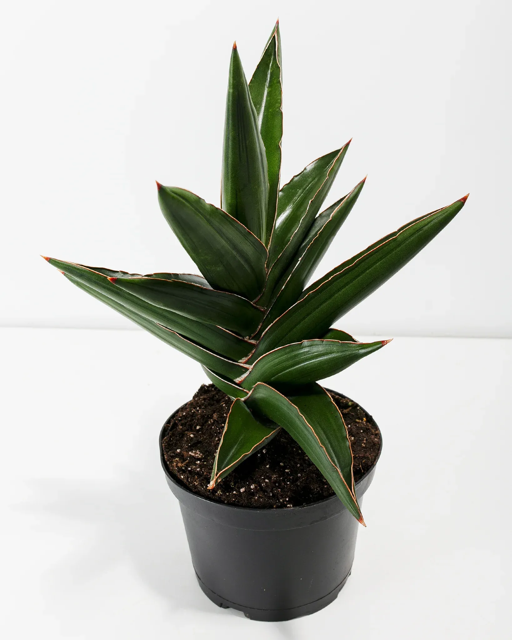 Sansevieria Samurai Hover