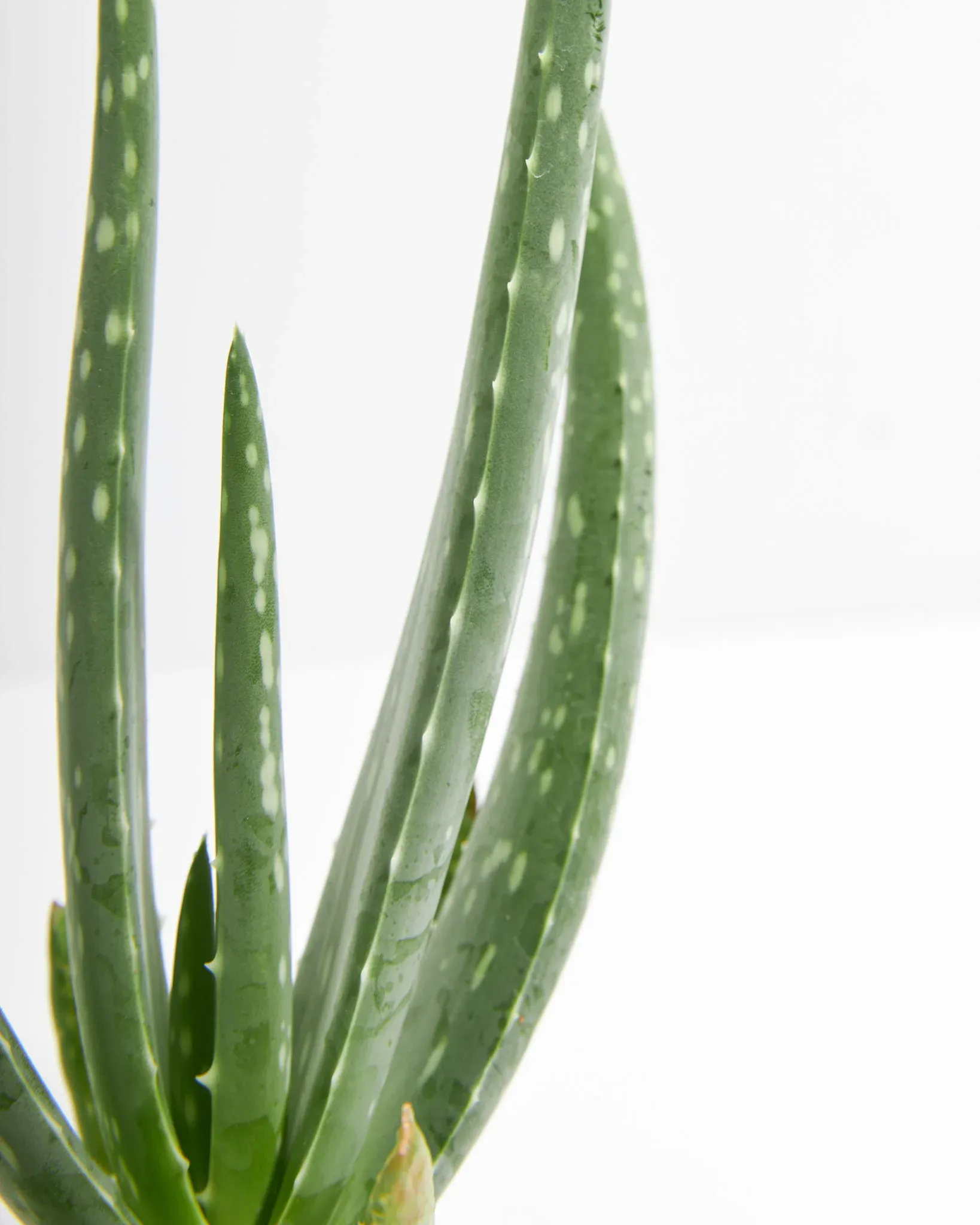 Aloe Vera Hover