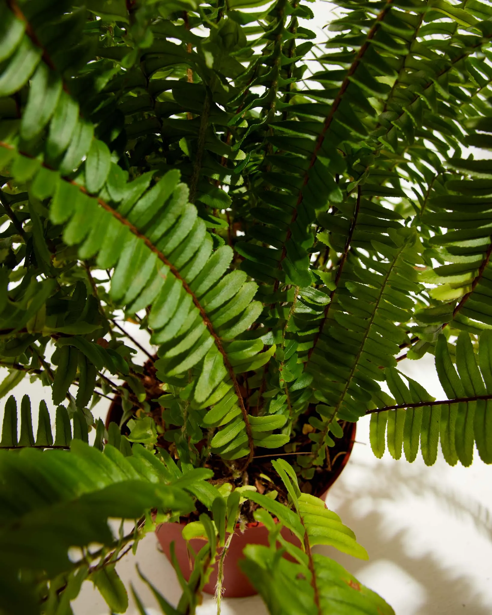 Boston Fern Hover