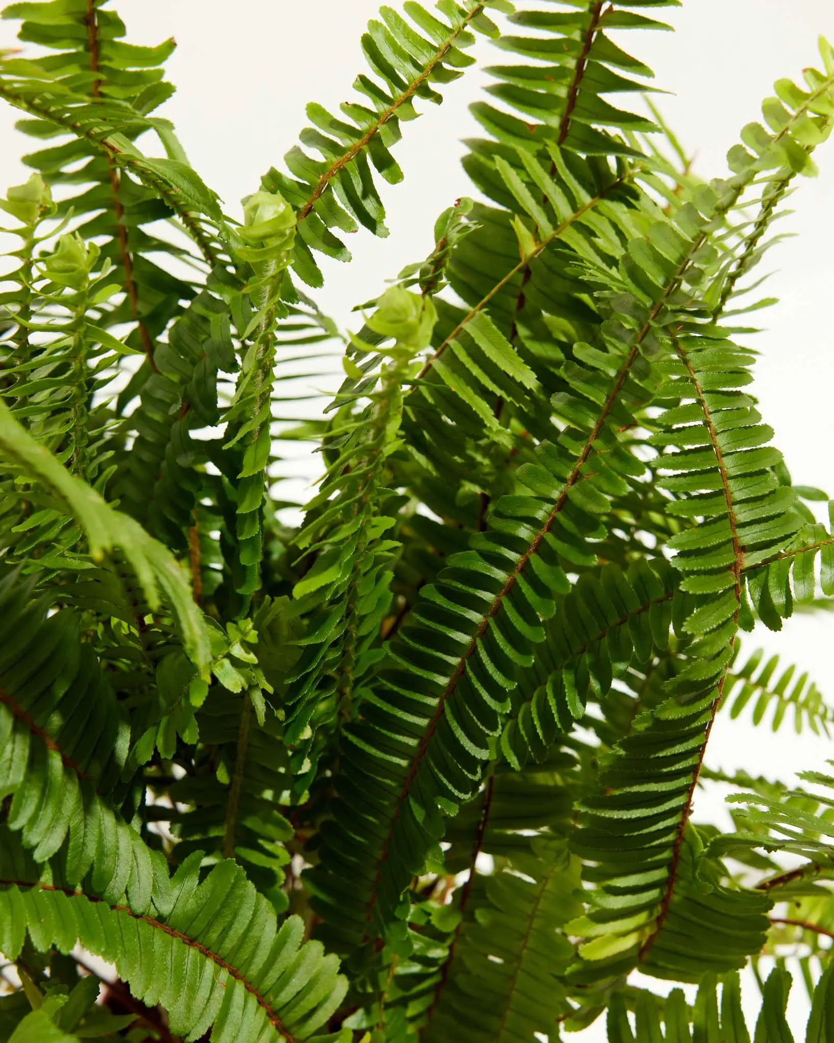 Boston Fern