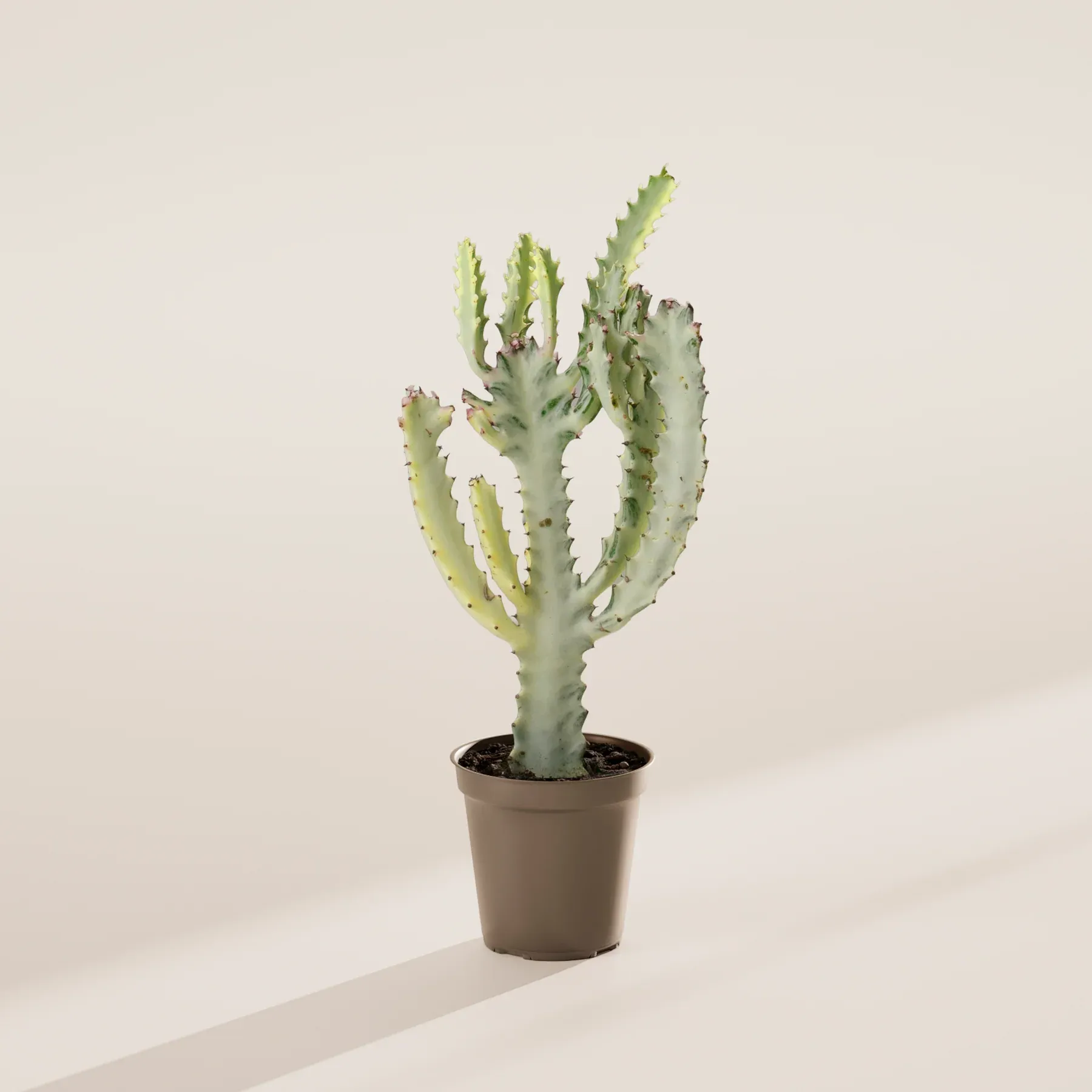 Ghost Cactus