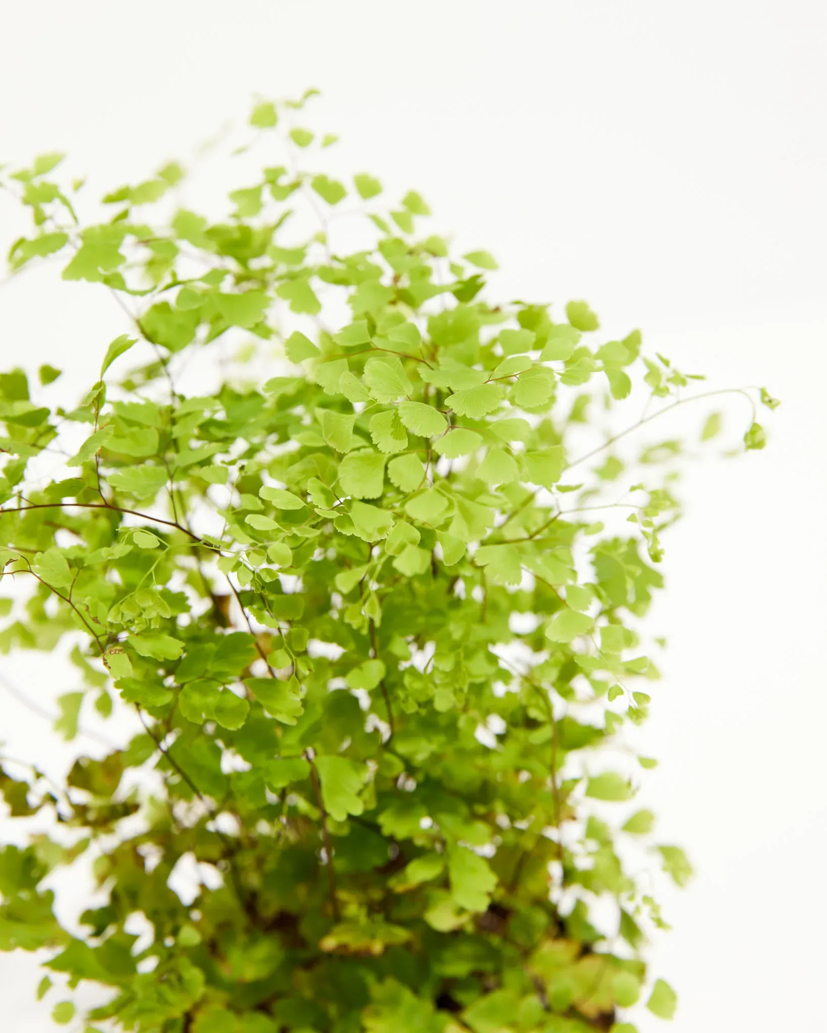 Maidenhair Fern Hover