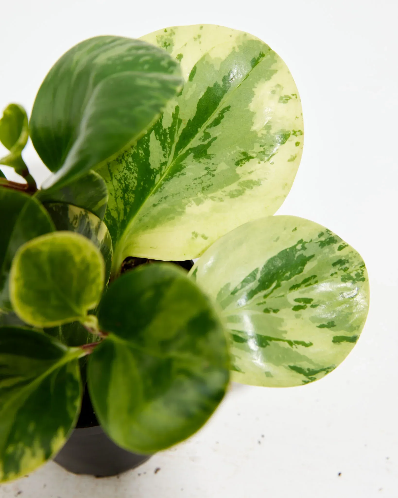 Marble Peperomia Hover