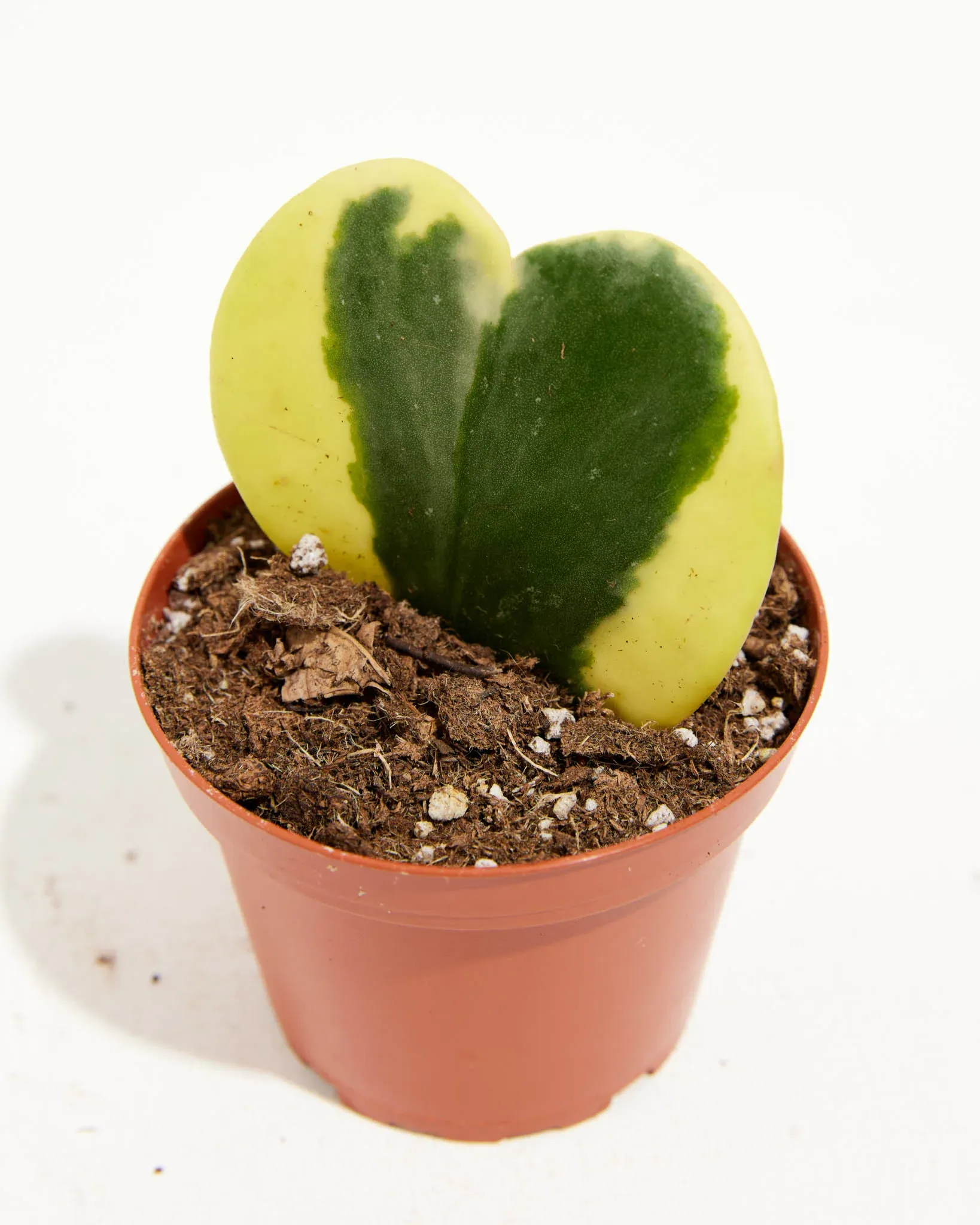Variegated Hoya Heart
