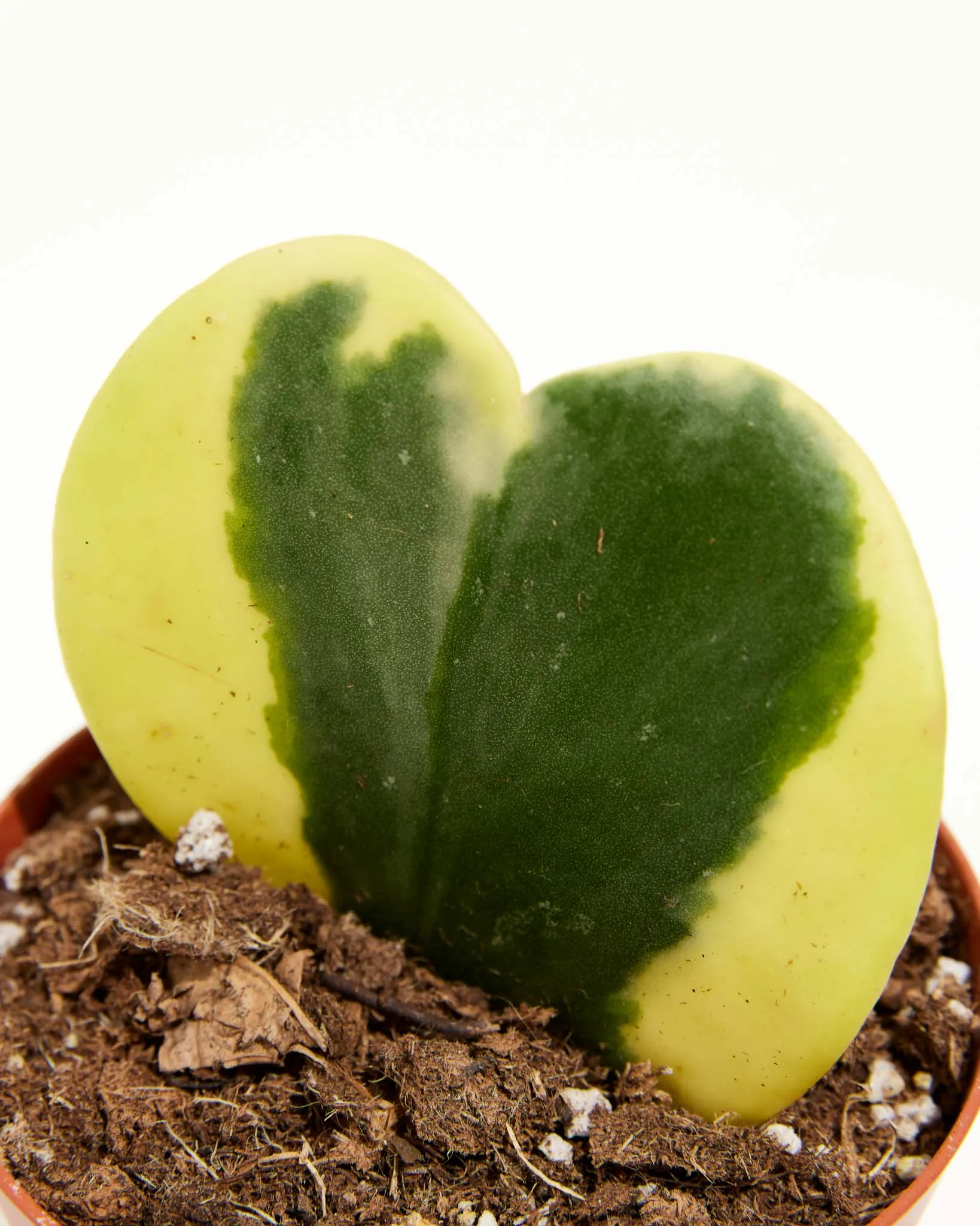 Variegated Hoya Heart Hover
