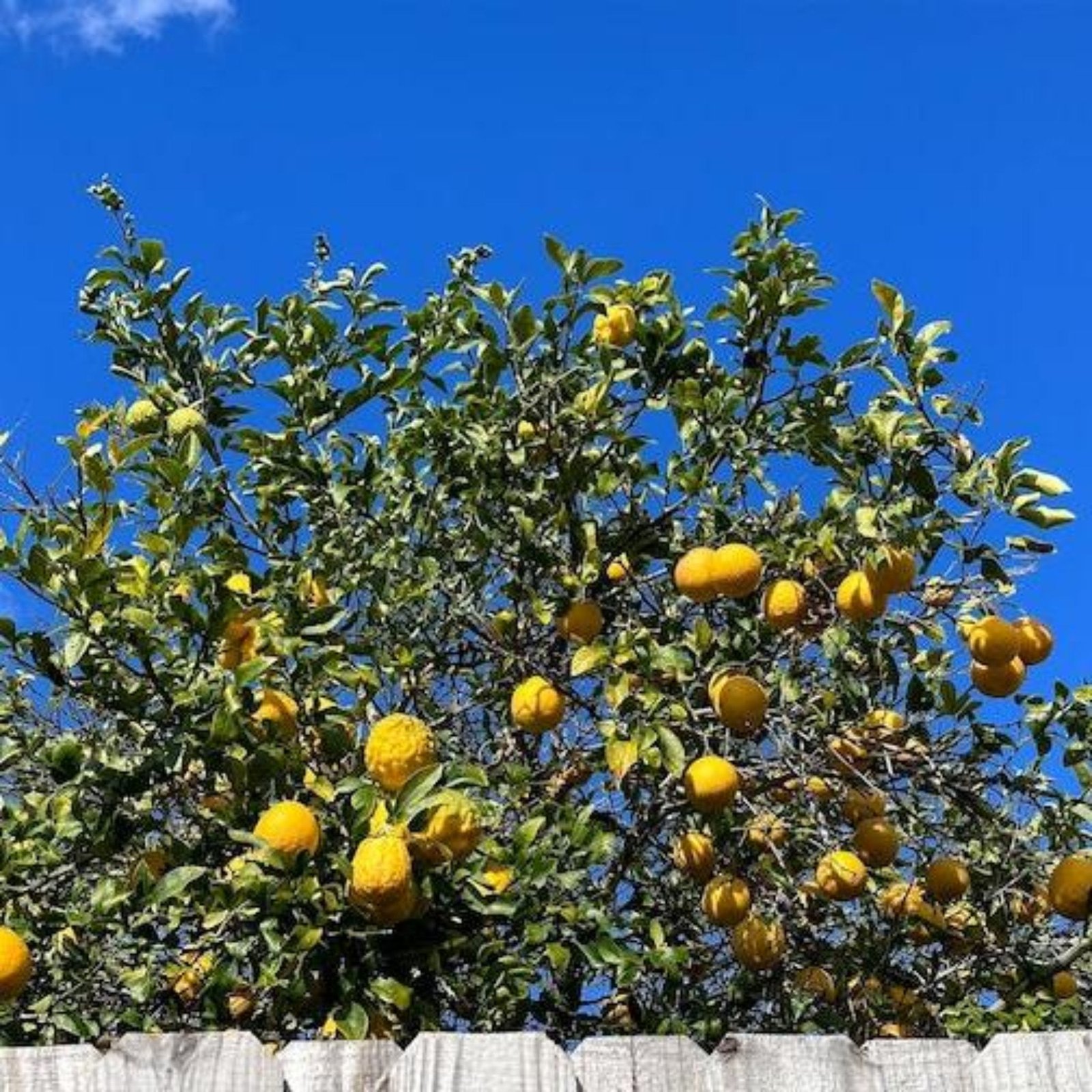 Ponderosa Lemon Tree Hover
