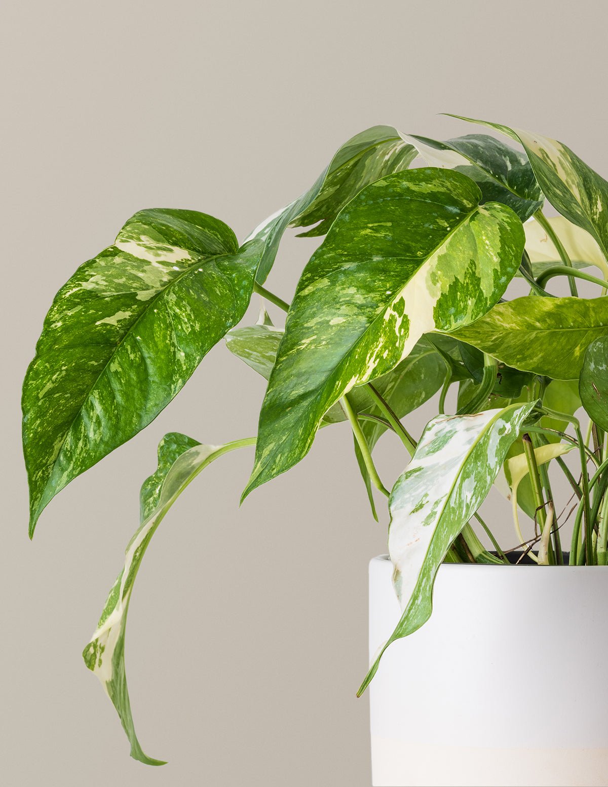 Pothos Albo Hover