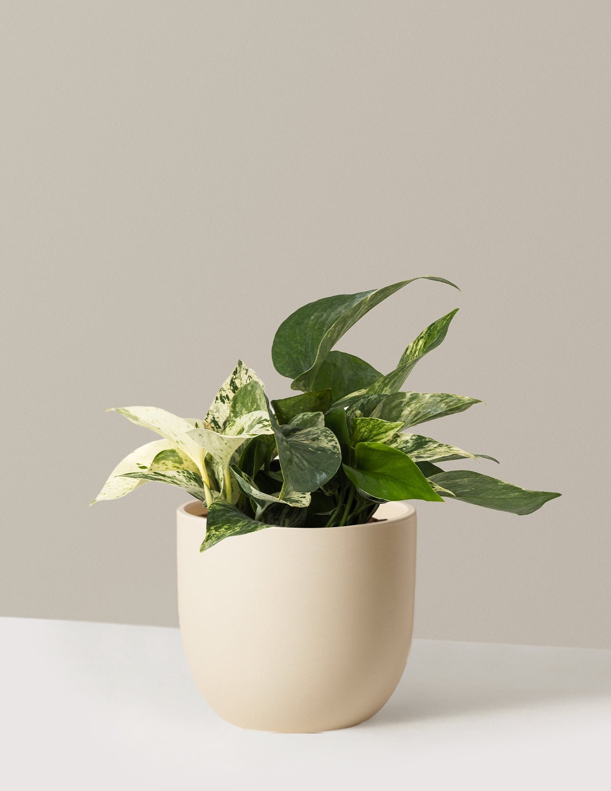 Gallery Image 9