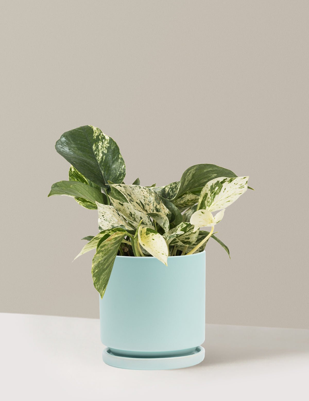 Gallery Image 10
