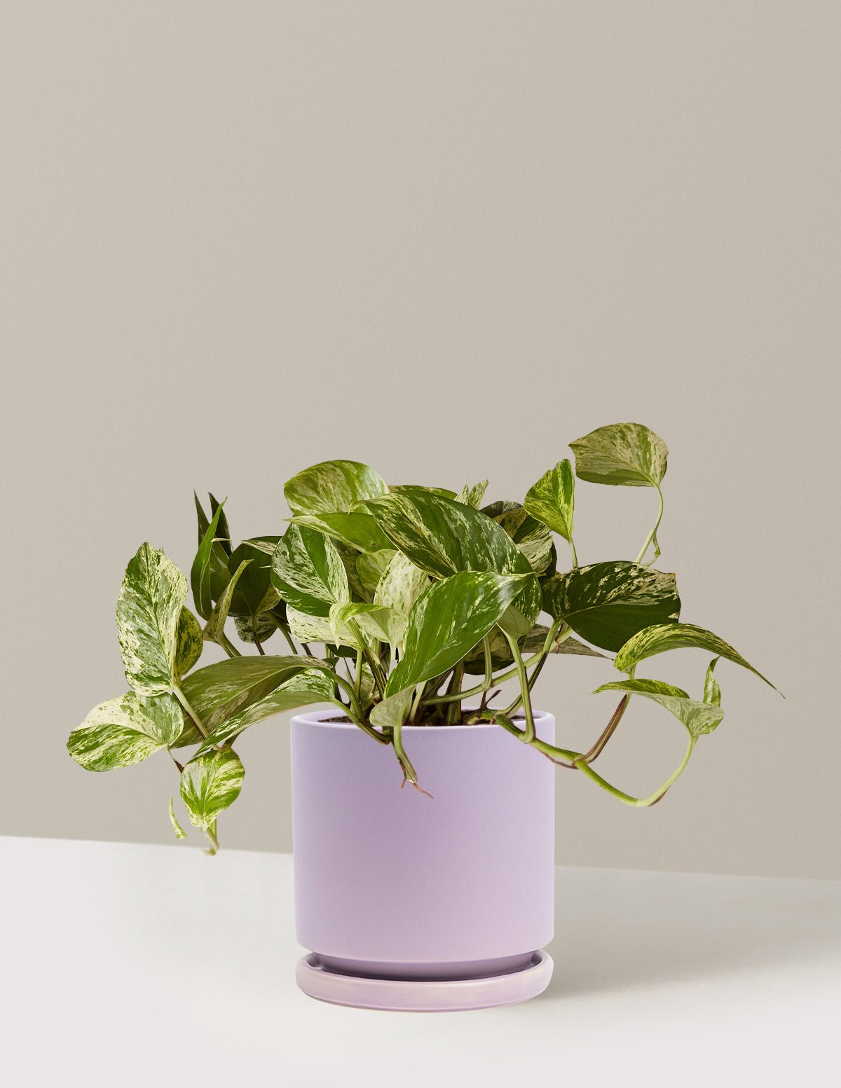 Gallery Image 8