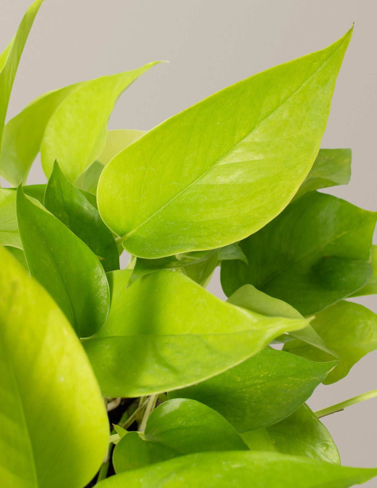 Pothos Neon Hover