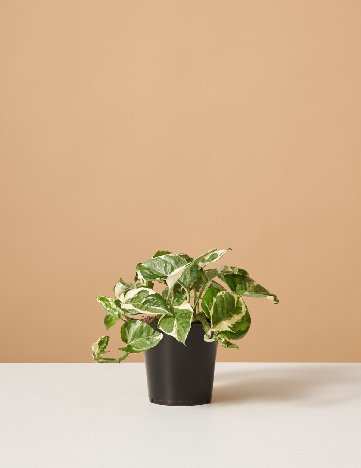 Pothos NJoy Hover