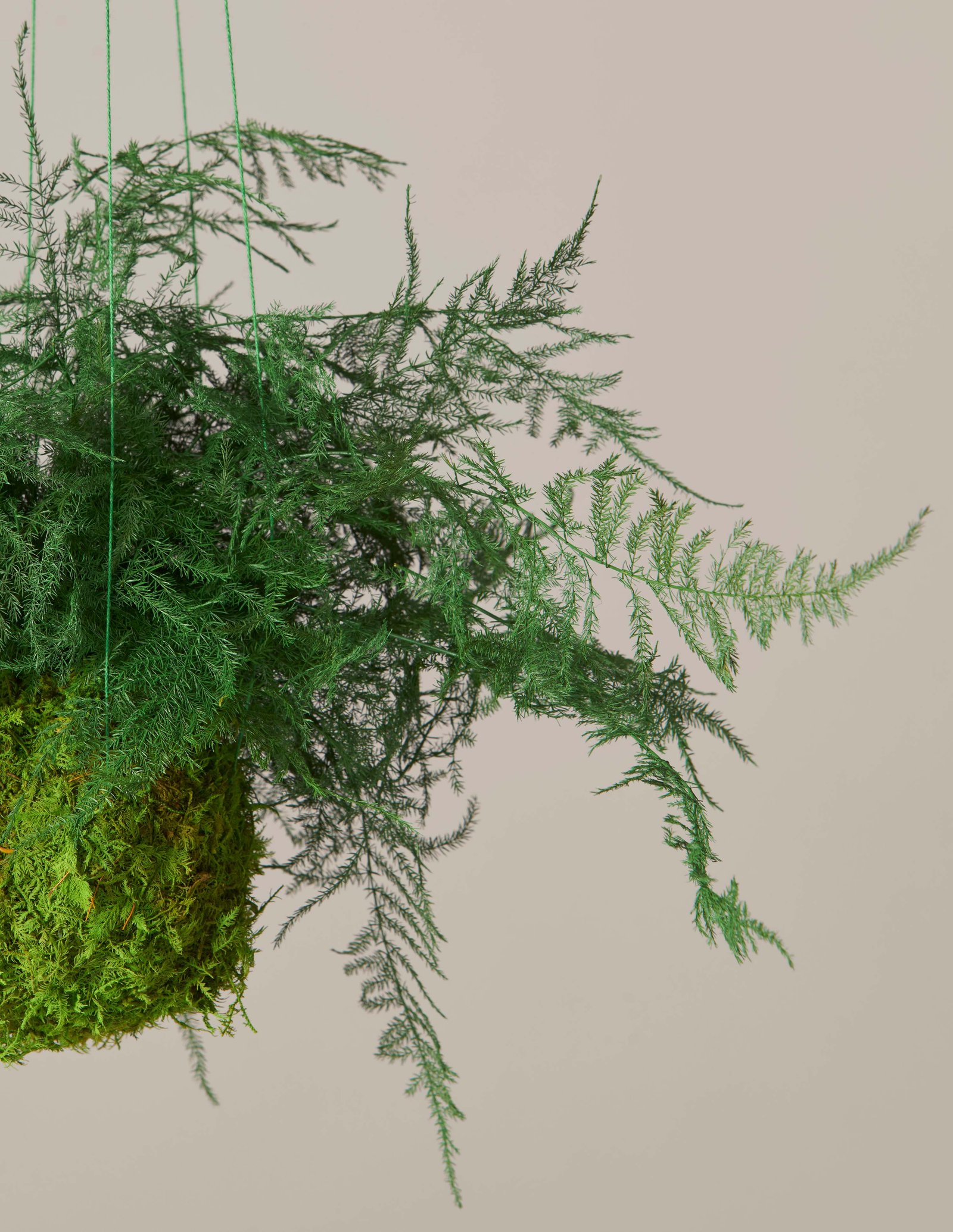 Preserved Fern Kokedama Hover