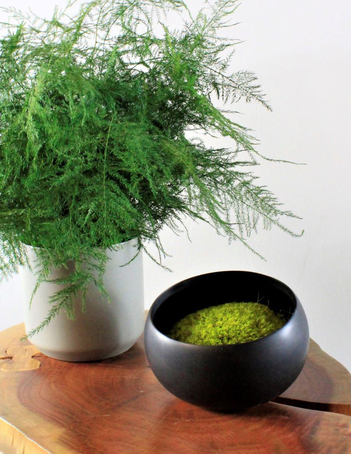 Preserved Moss in Ceramic Bowl Hover