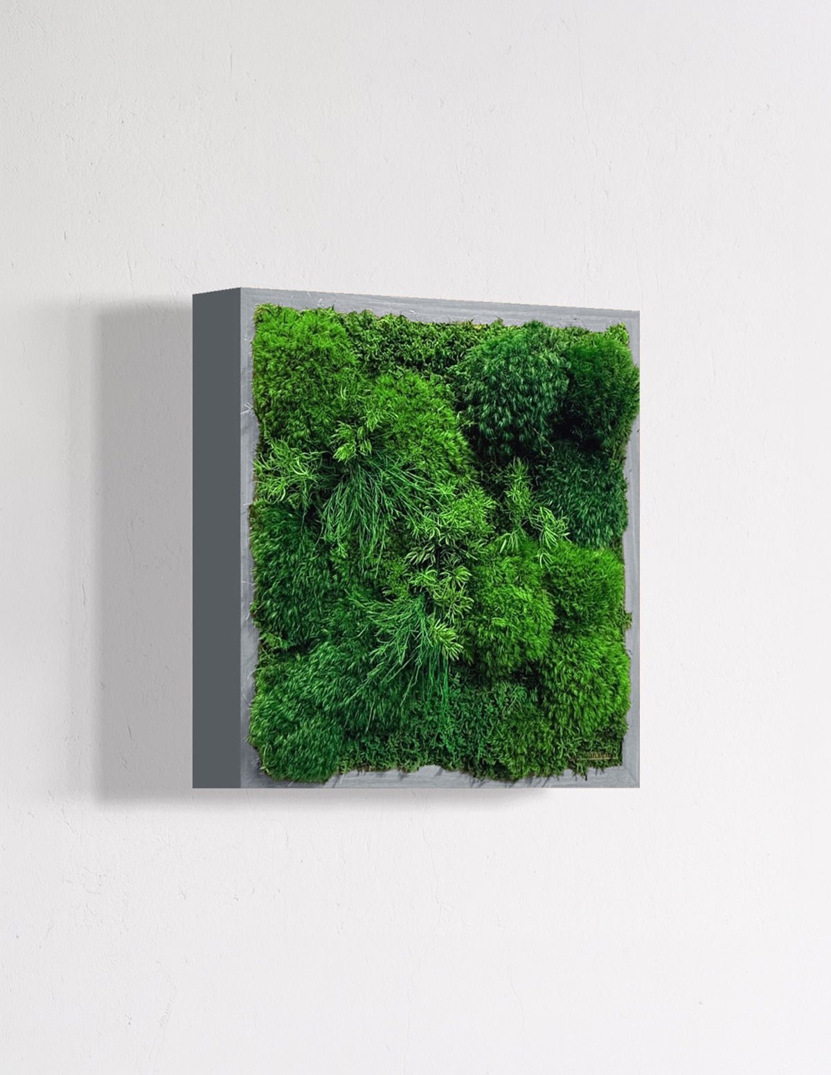 Small Preserved Living Wall Hover