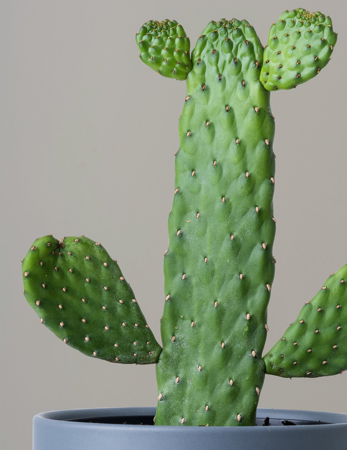 Prickly Pear Cactus Joseph's Coat Hover