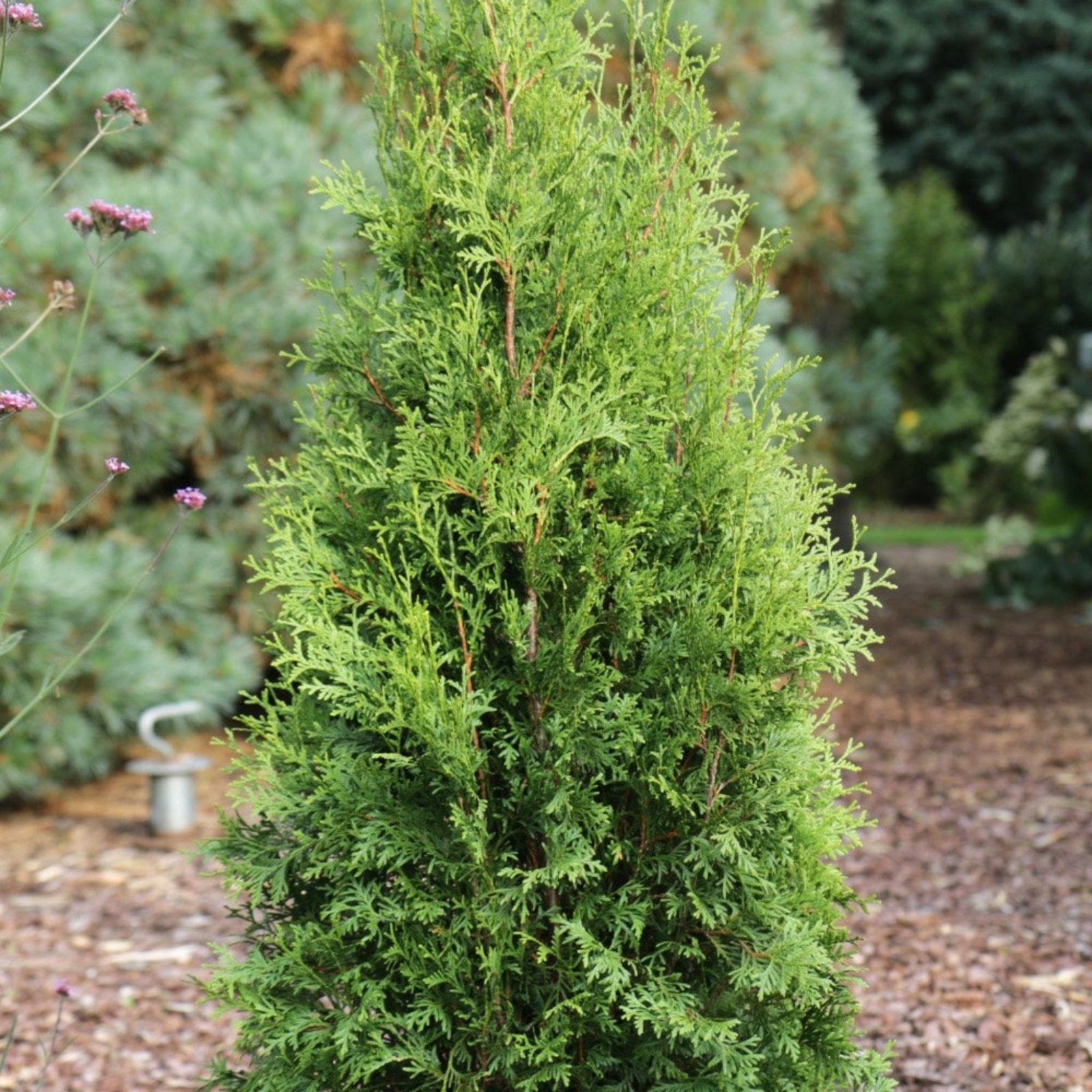 Private Jet™ Arborvitae Hover