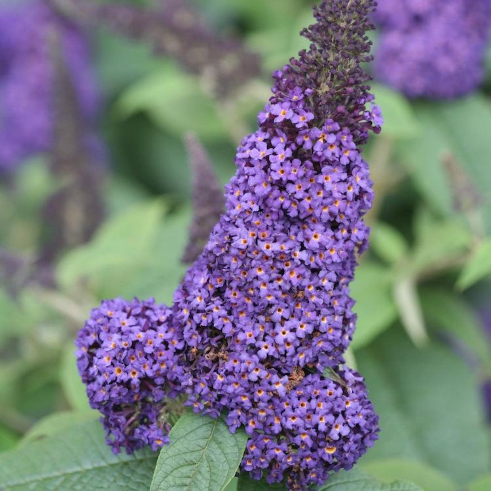 Pugster Blue® Butterfly Bush Hover