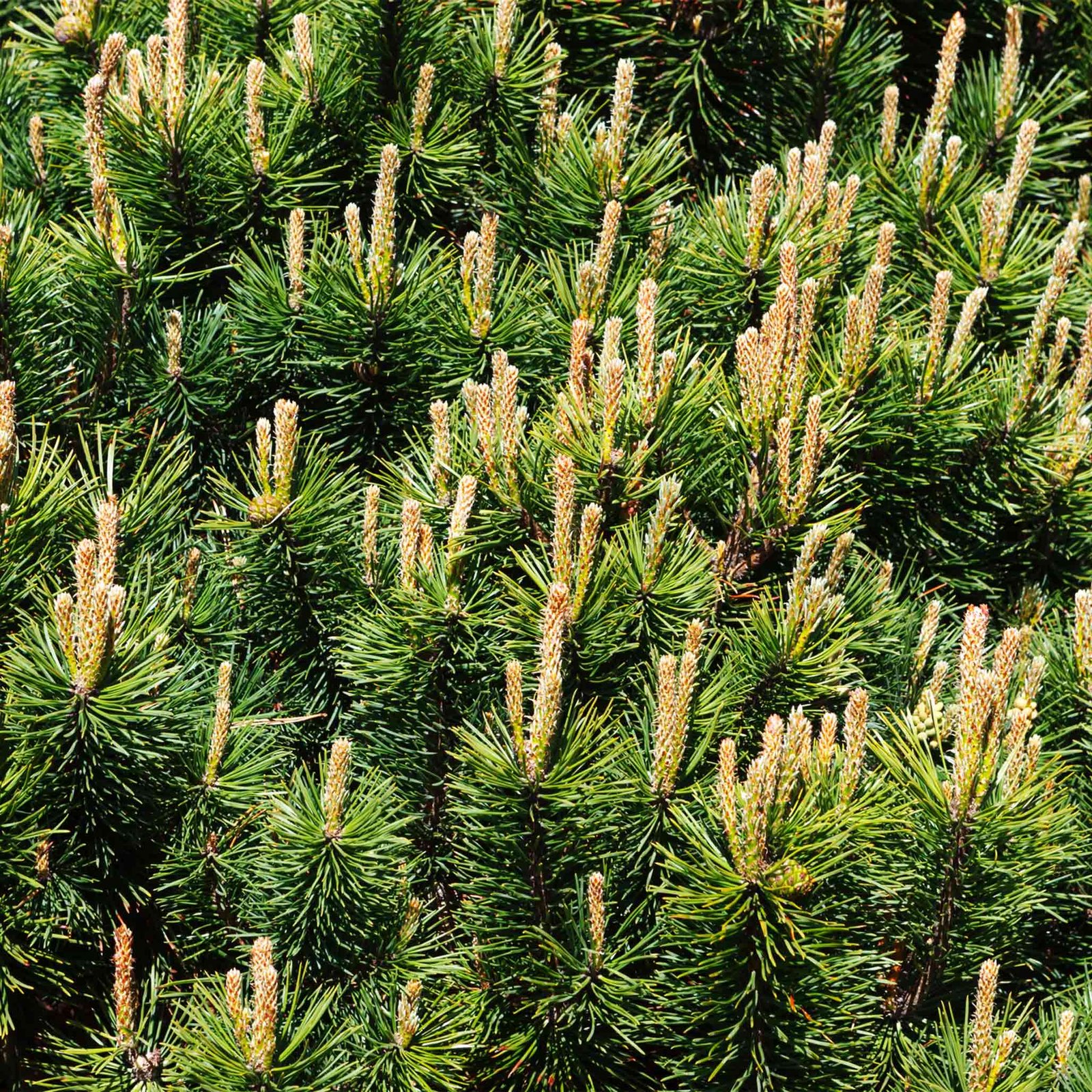 Pumillio Mugho Pine Hover