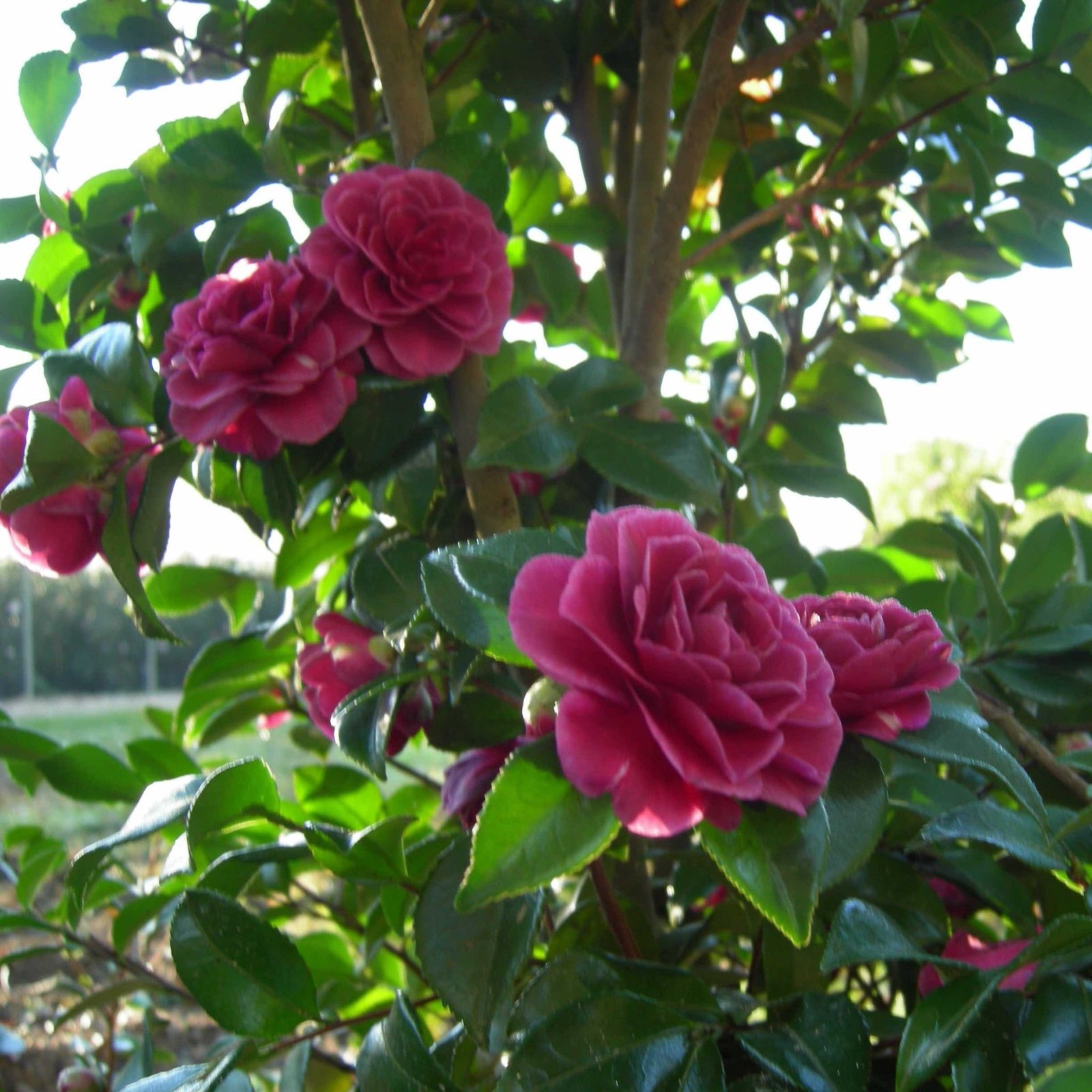 Purple Haze Camellia Hover