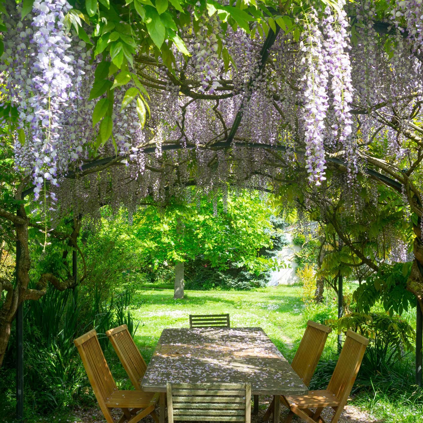 Purple Wisteria Hover