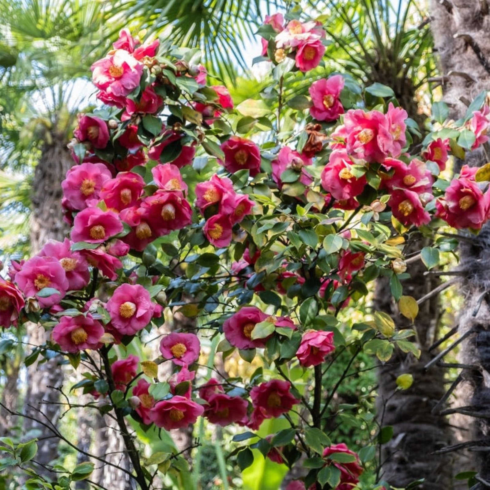 R.L. Wheeler Camellia Hover