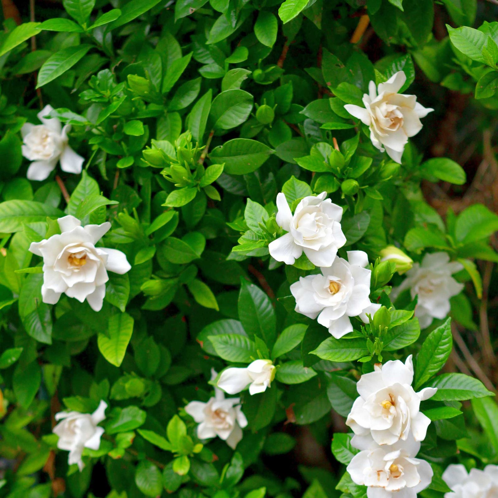 Radicans Gardenia Hover