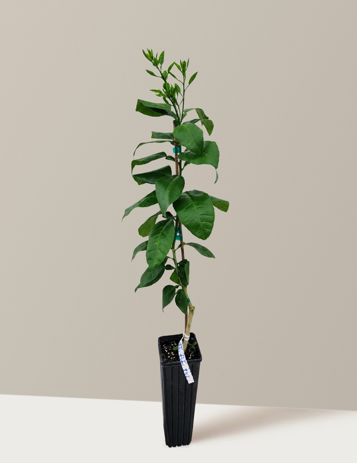 Ray Ruby Grapefruit Tree (FL) Hover