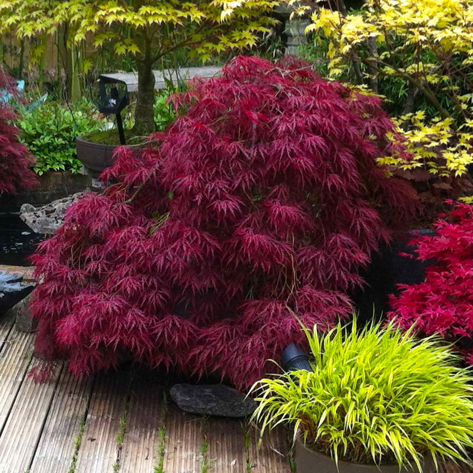 Red Dragon Japanese Maple Tree Hover