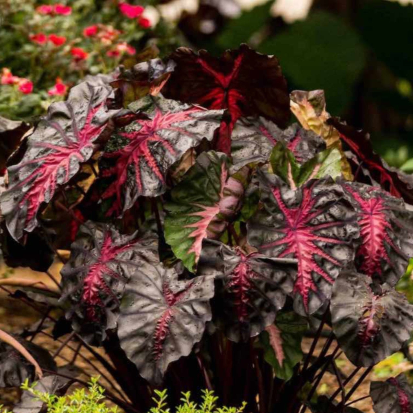 Redemption™ Colocasia Hover