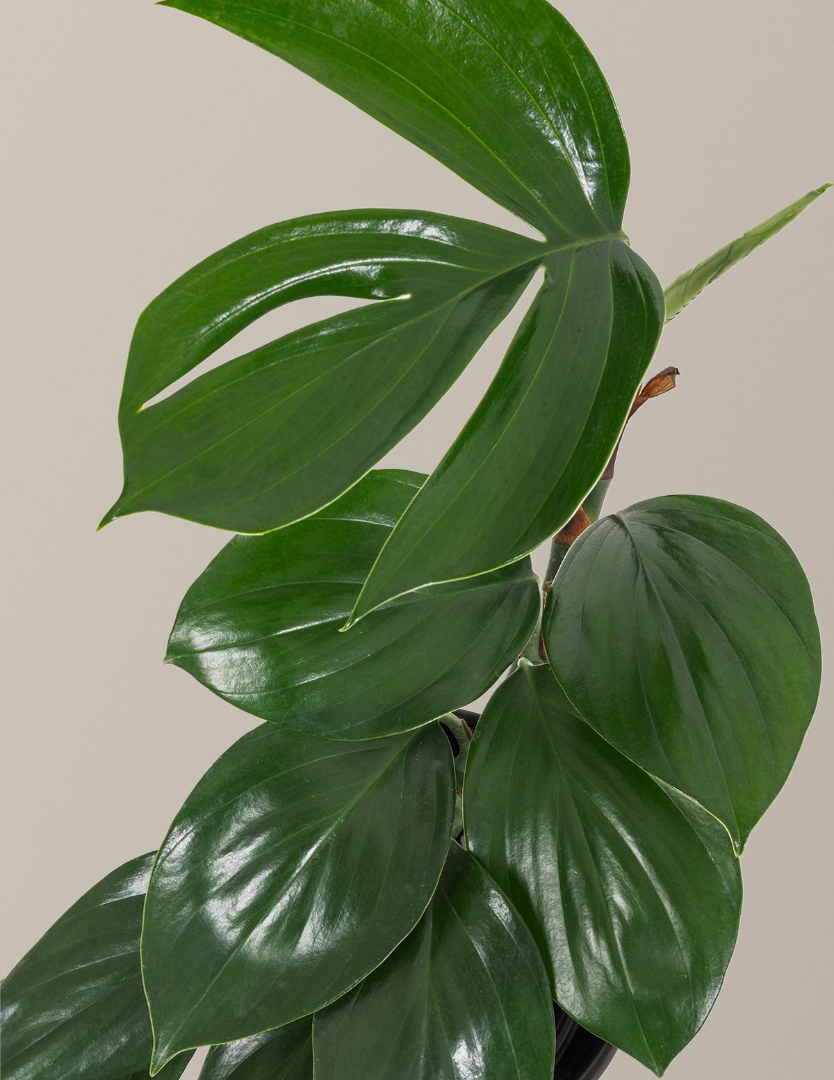 Dragon Tail Plant Hover
