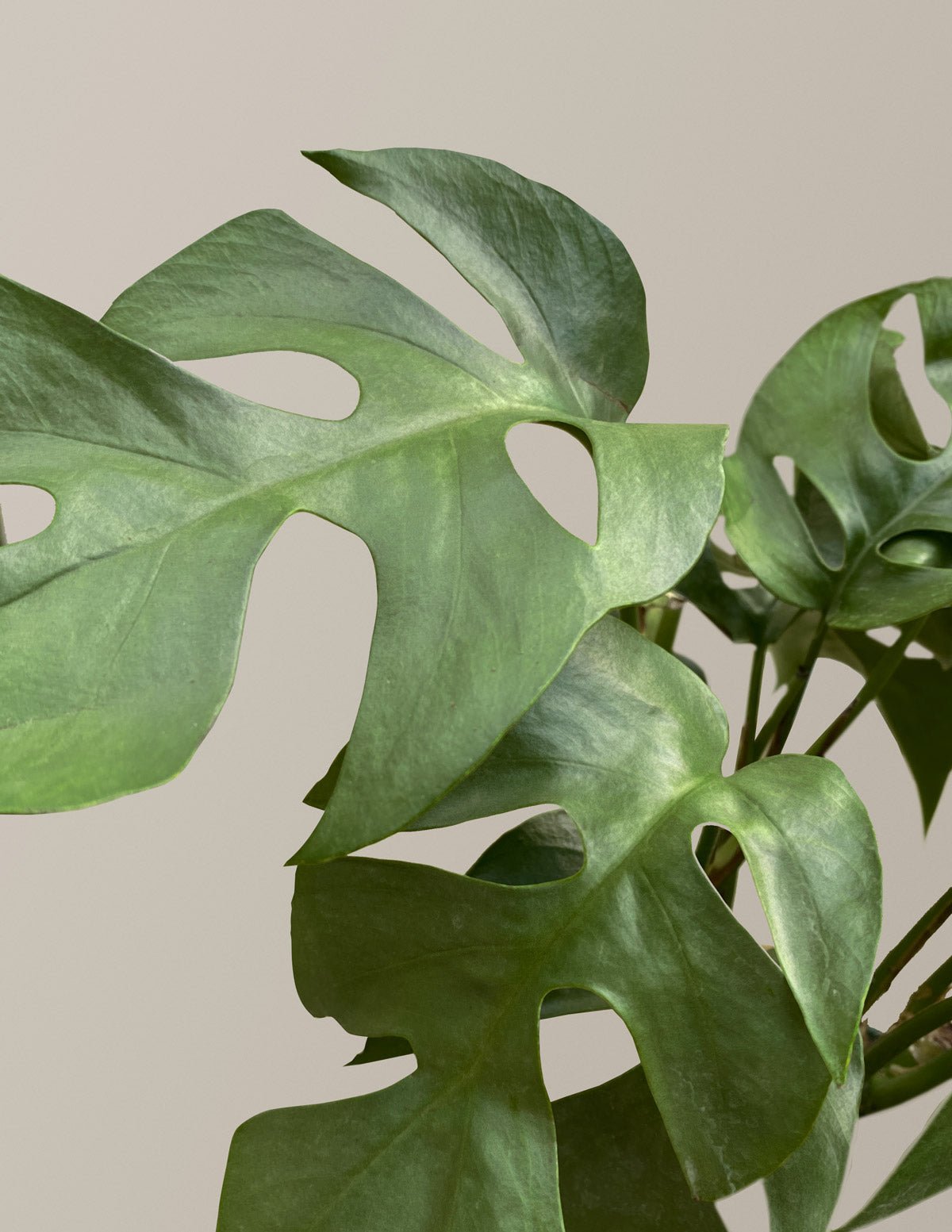 Rhaphidophora Monstera Ginny Hover