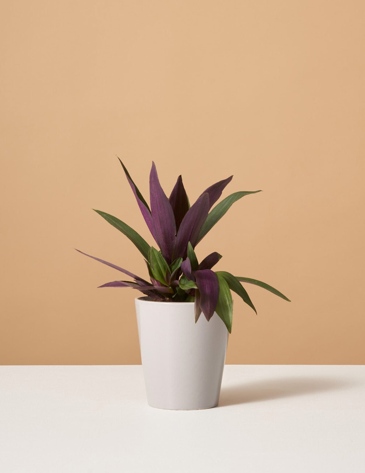 Rhoeo Discolor Hover