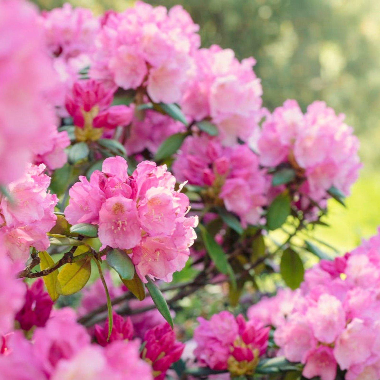 Roseum Pink Rhododendron Hover
