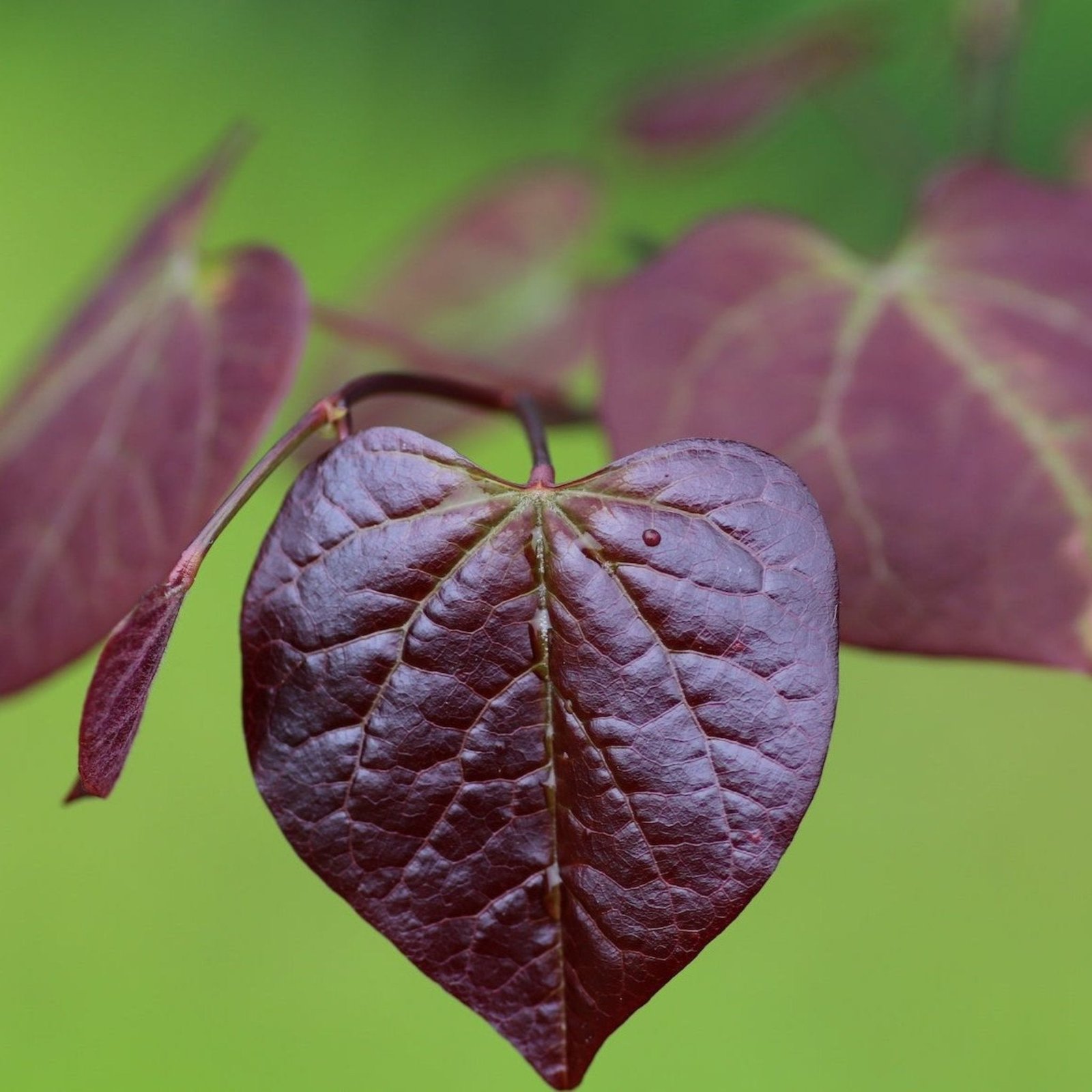 Ruby Falls Redbud Tree Hover