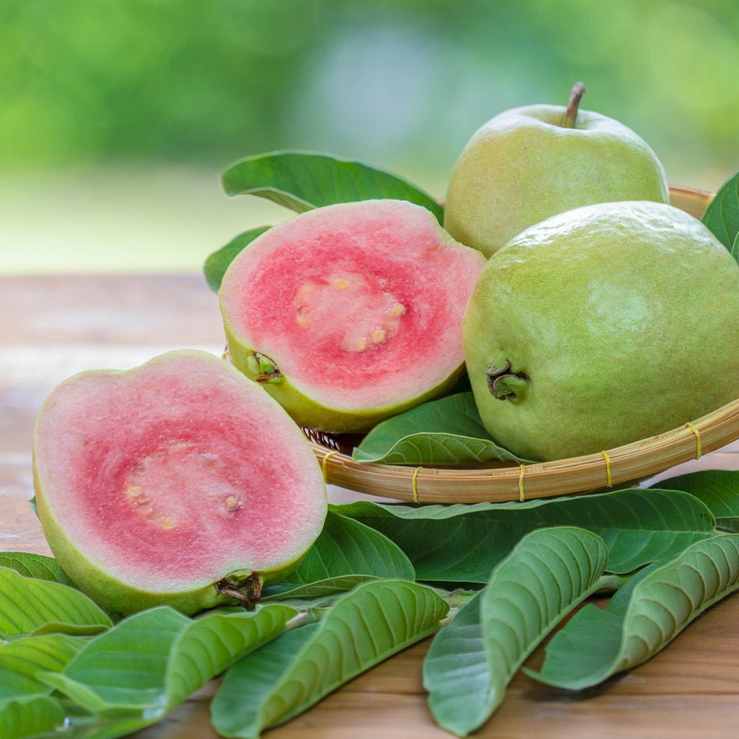 Ruby Supreme Guava Tree Hover