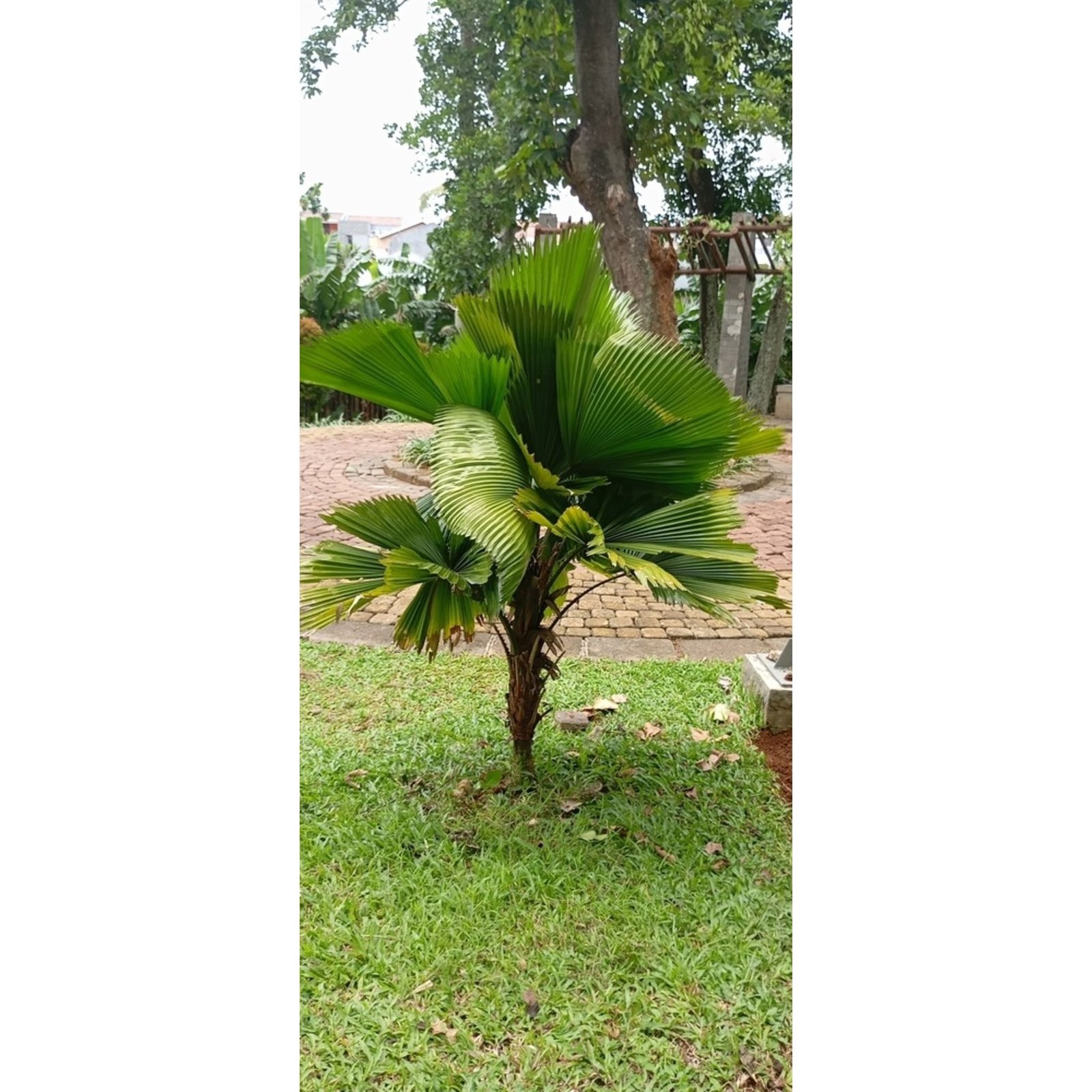 Ruffled Fan Palm Hover