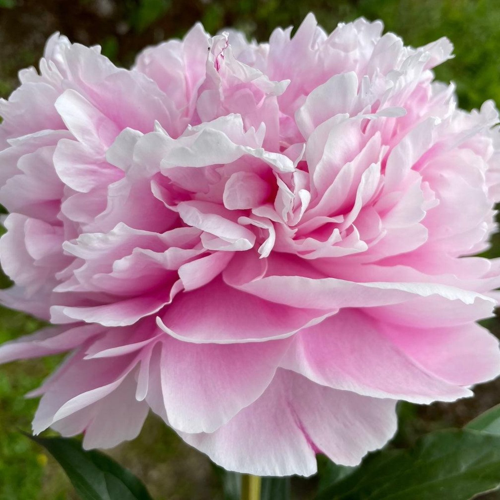 Sarah Bernhardt Peony Hover