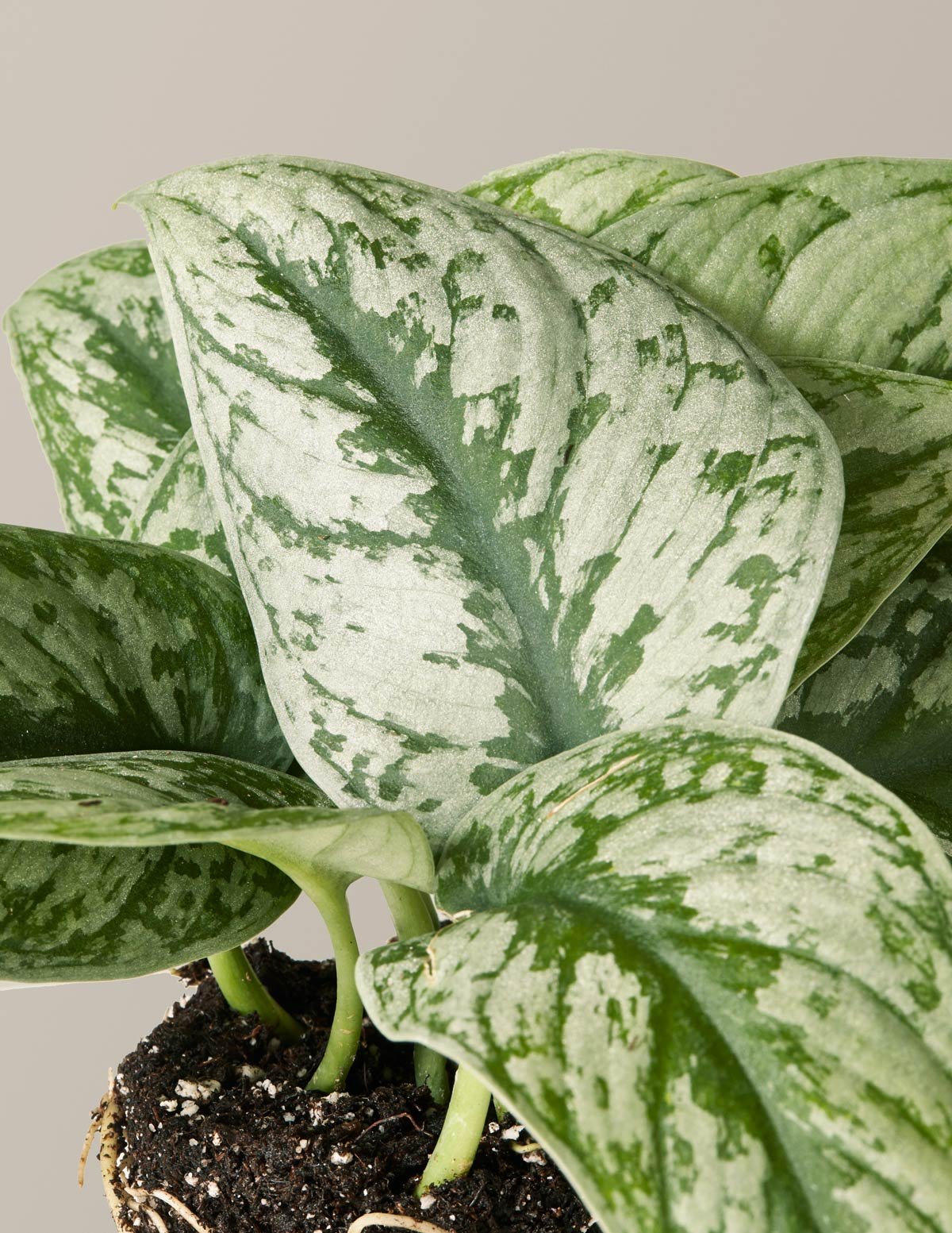Satin Pothos Hover