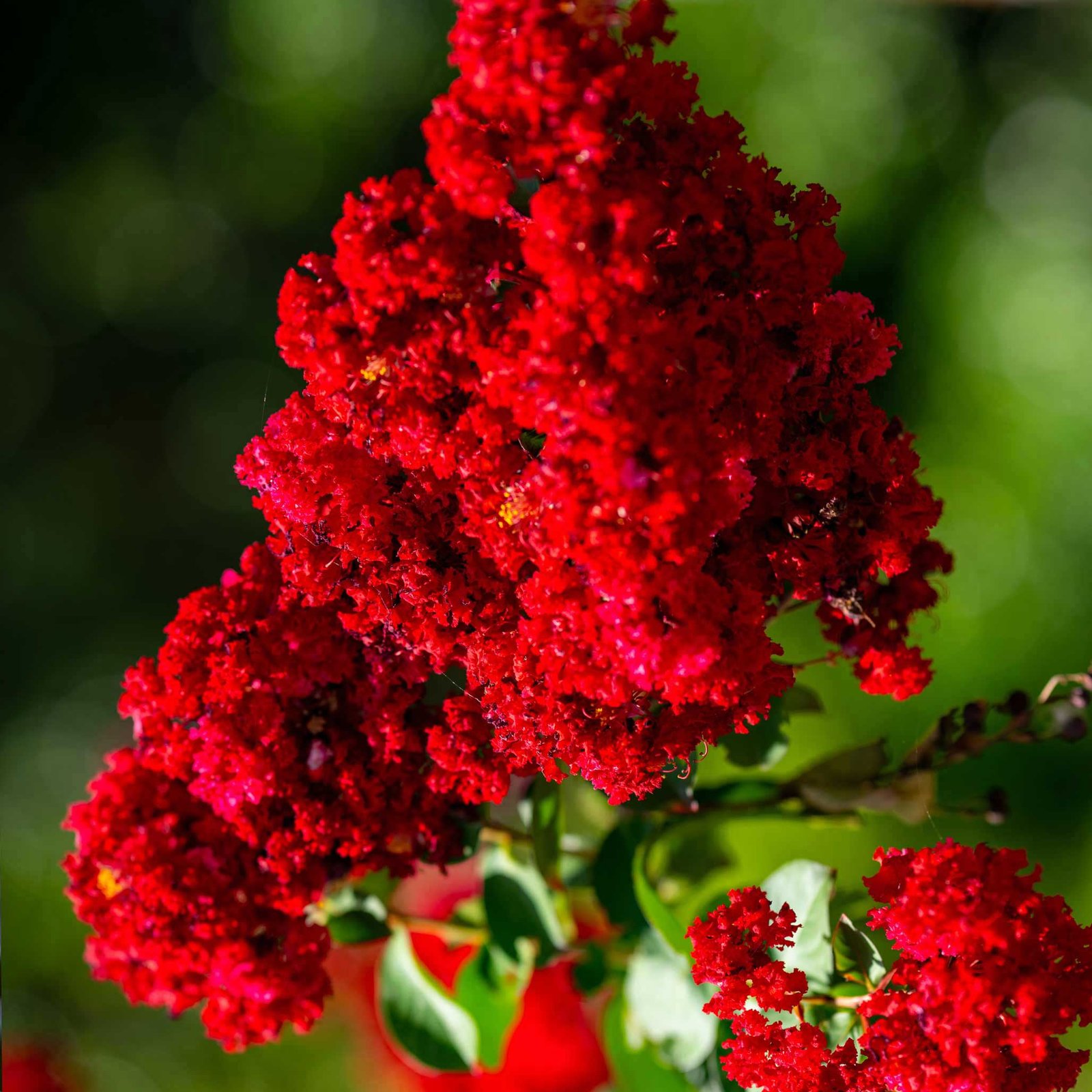 Scarlet Colorama™ Crapemyrtle Hover