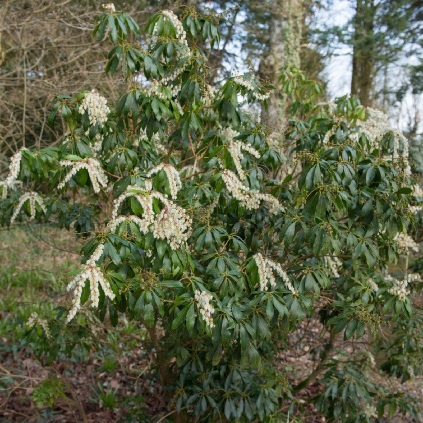 Scarlet O'Hara Pieris Hover