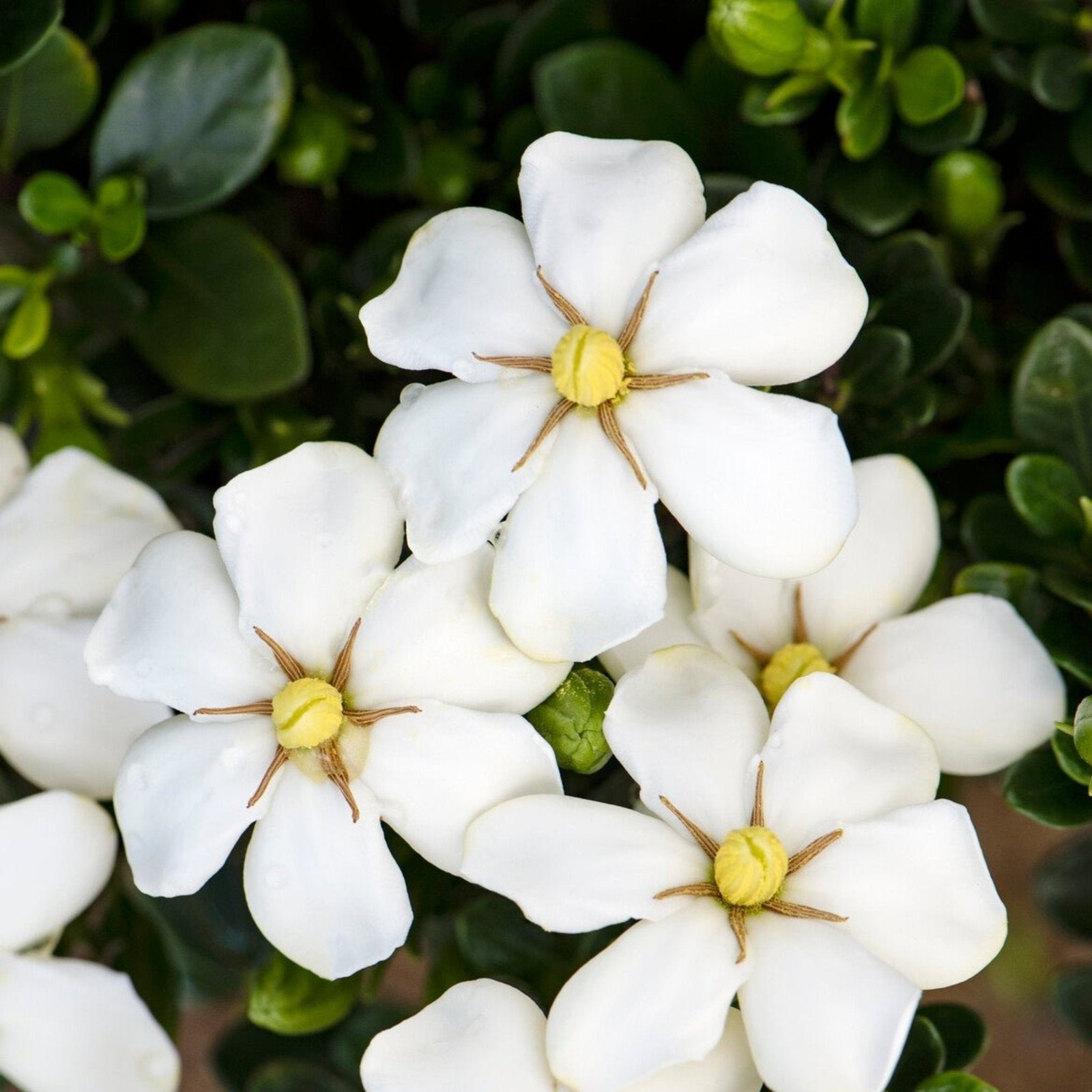 ScentAmazing® Gardenia Hover