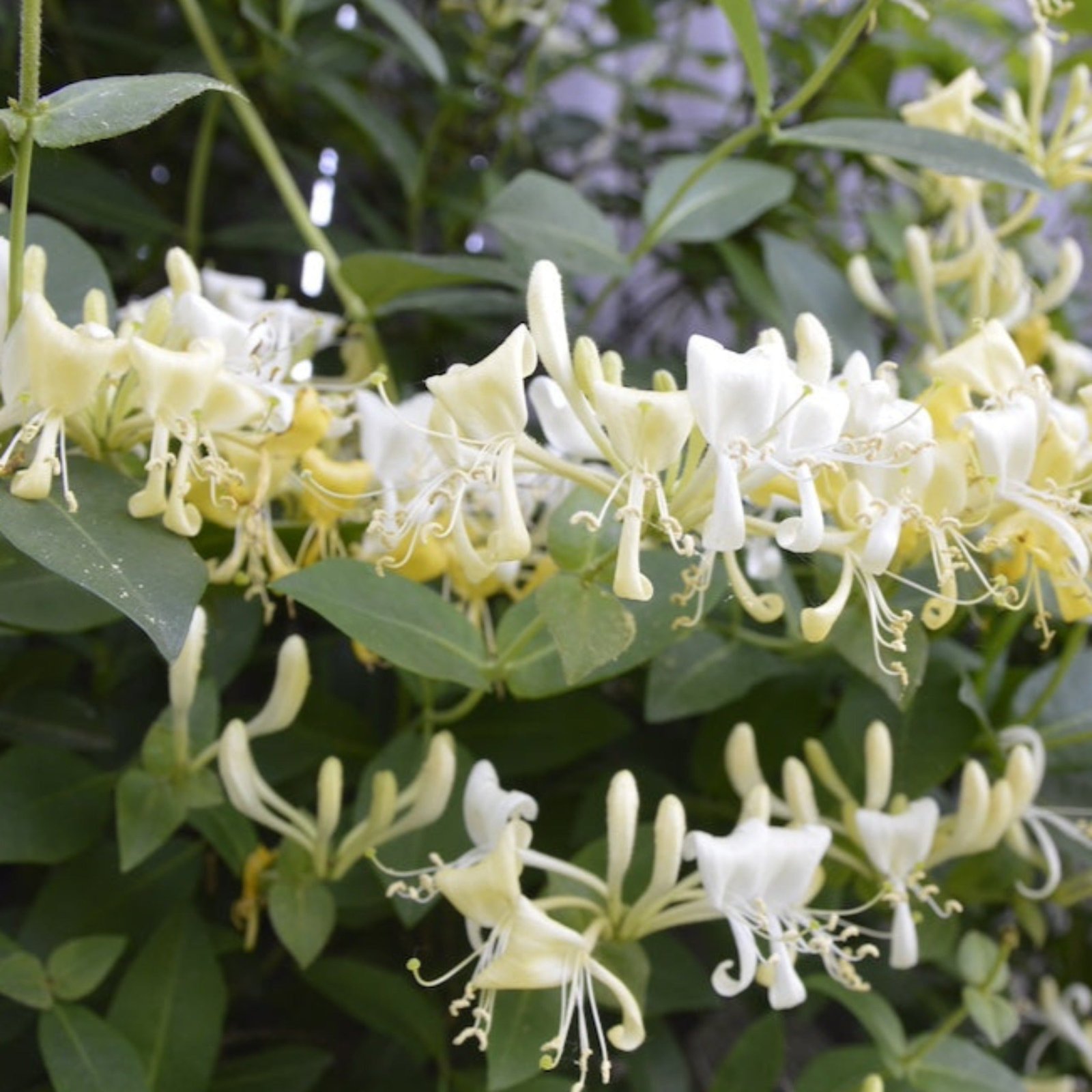 Honeysuckle Vine 'Scentsation' Hover