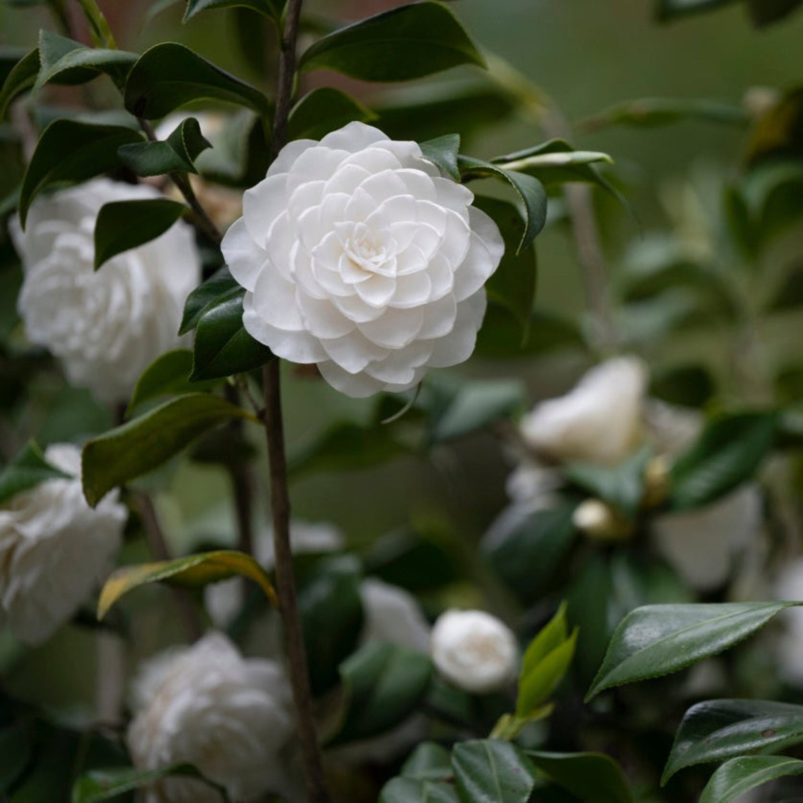 Sea Foam Camellia Hover