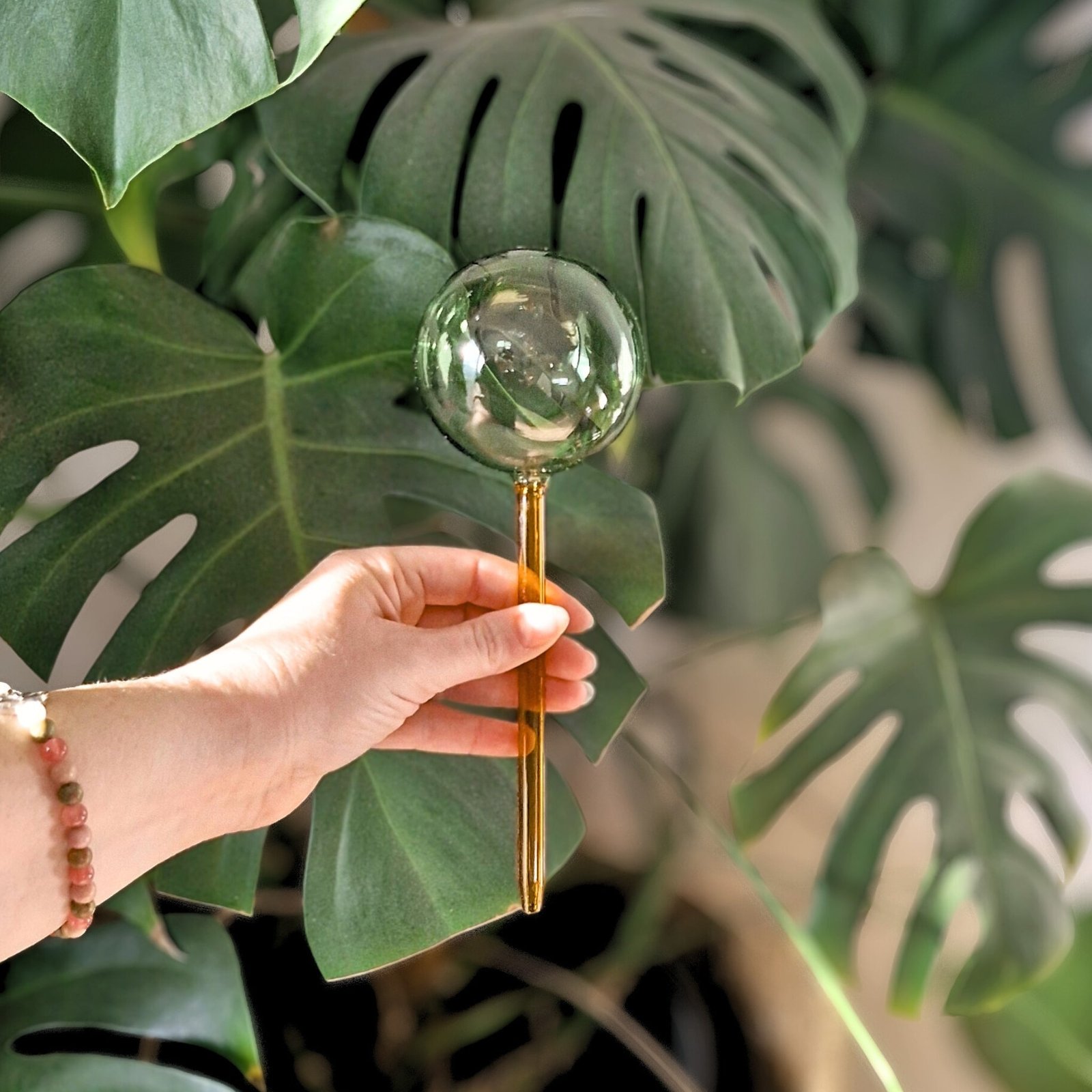 Self Watering Plant Globes Hover