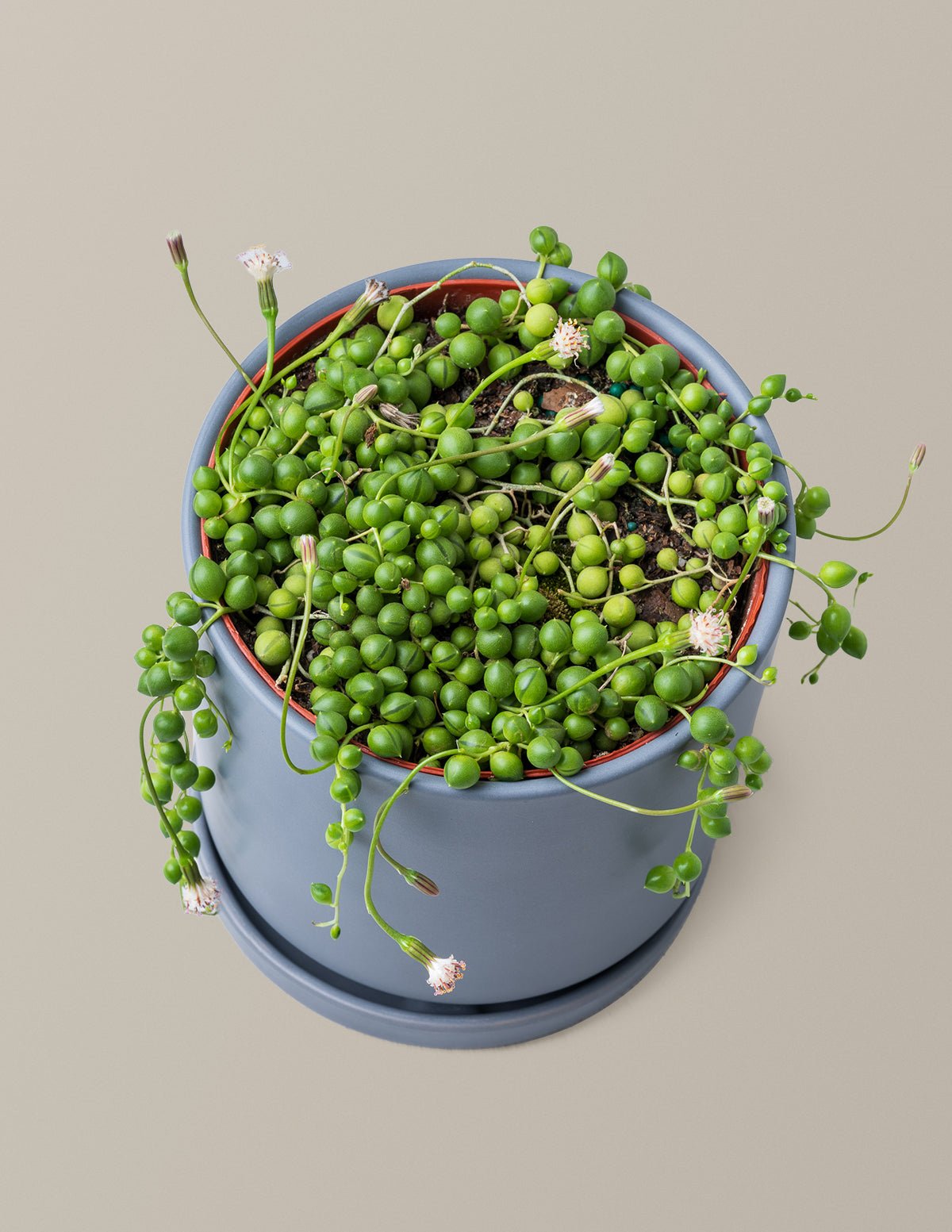 String of Pearls Hover