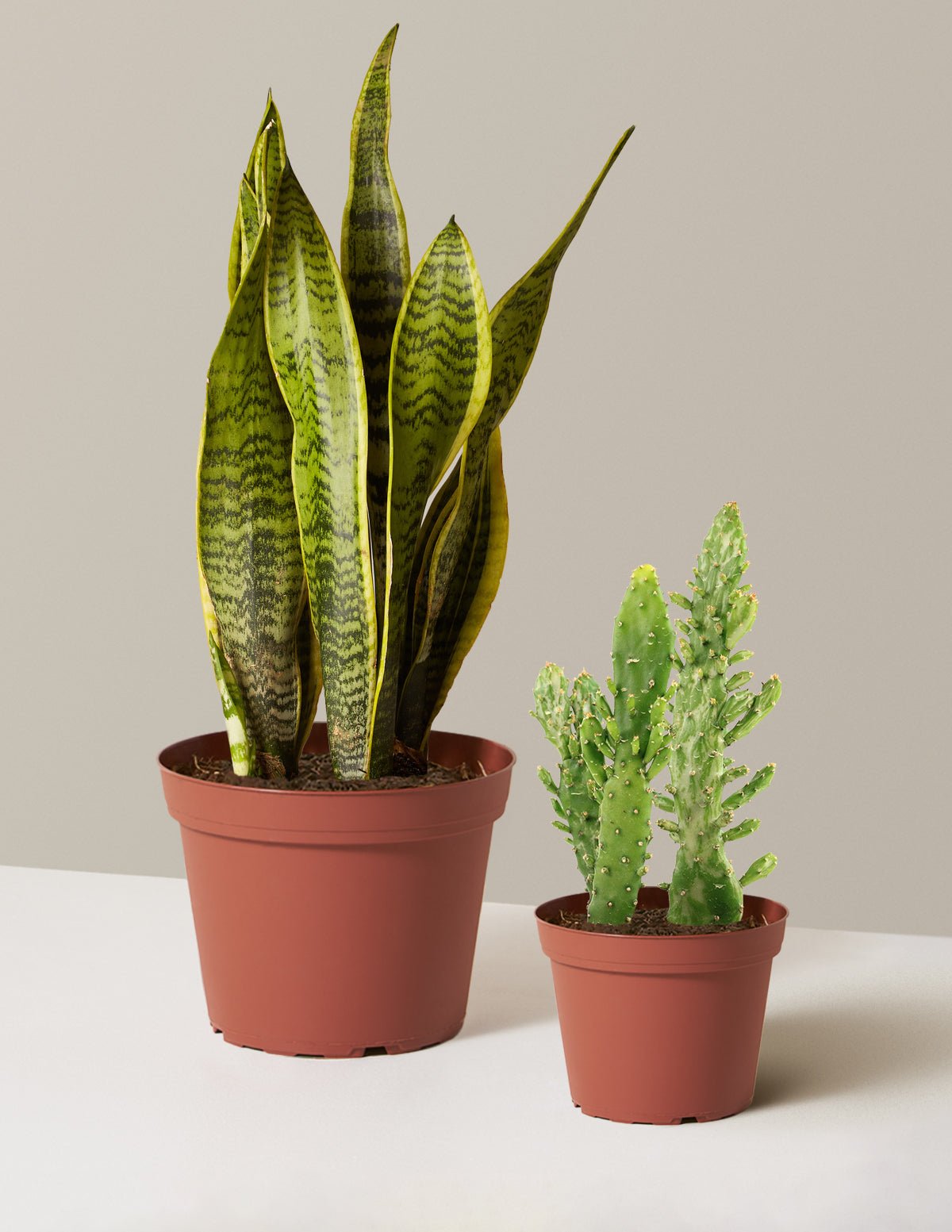 Set & Forget Duo Hover