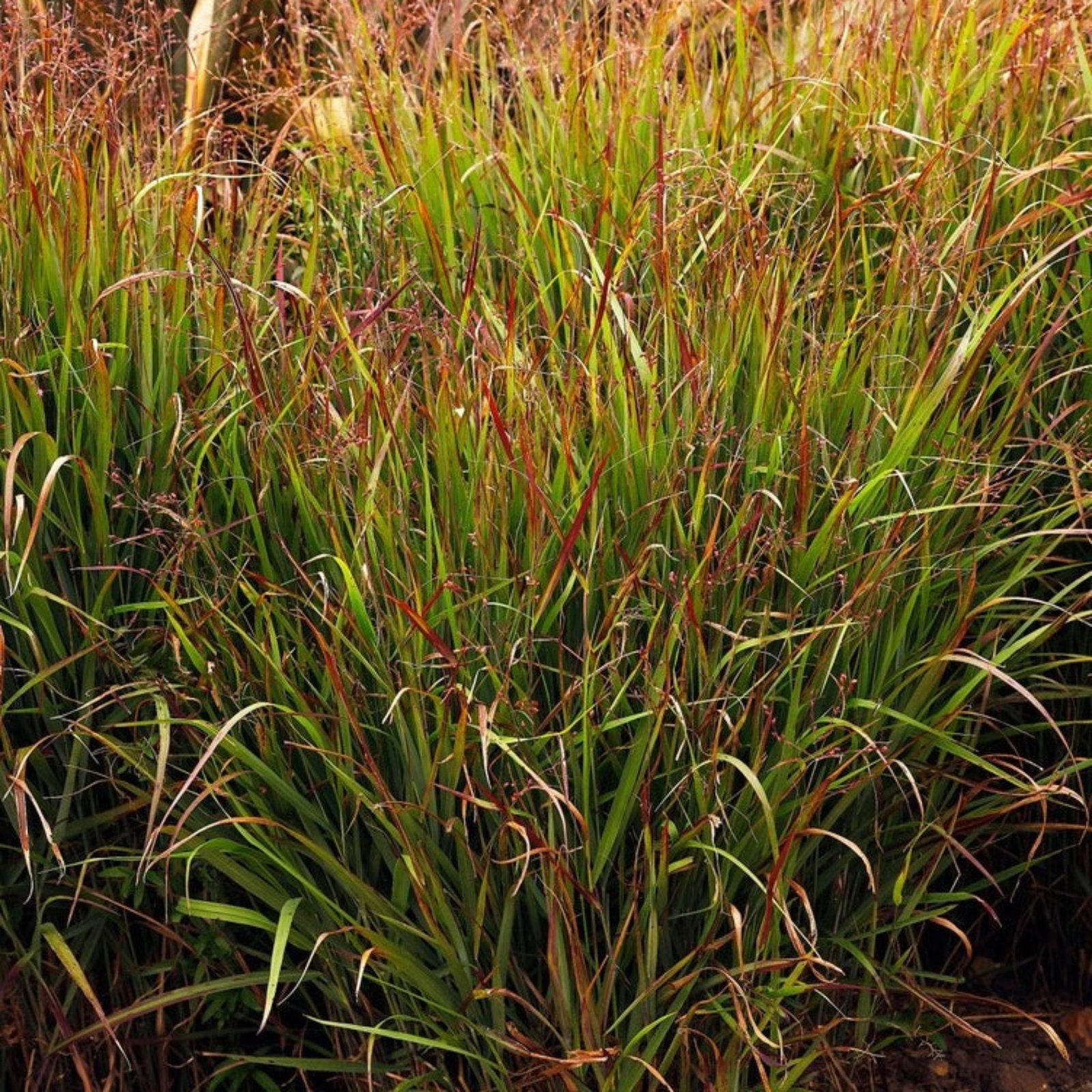 Shenandoah Switch Grass Hover