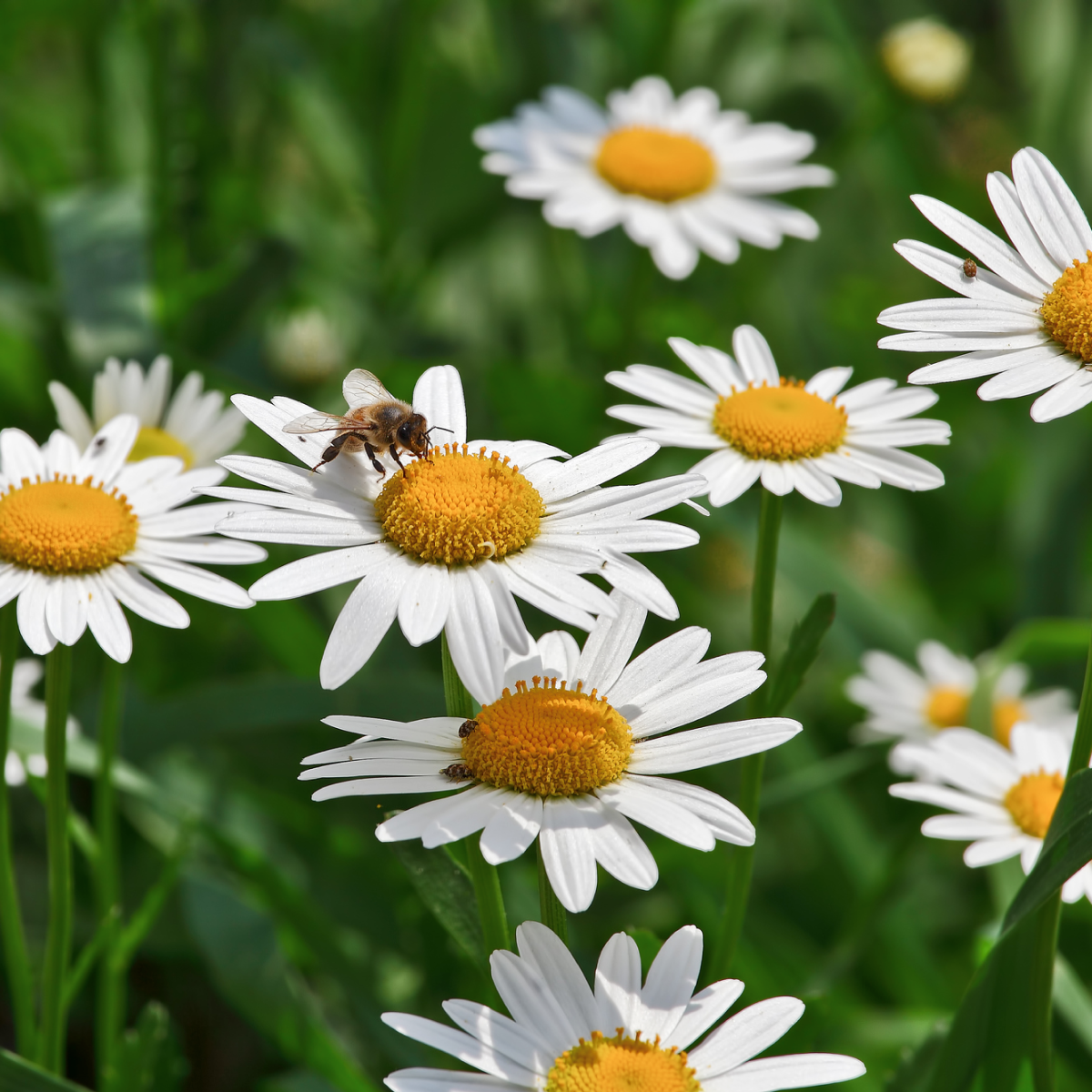 Shortstop™ Shasta Daisy Hover