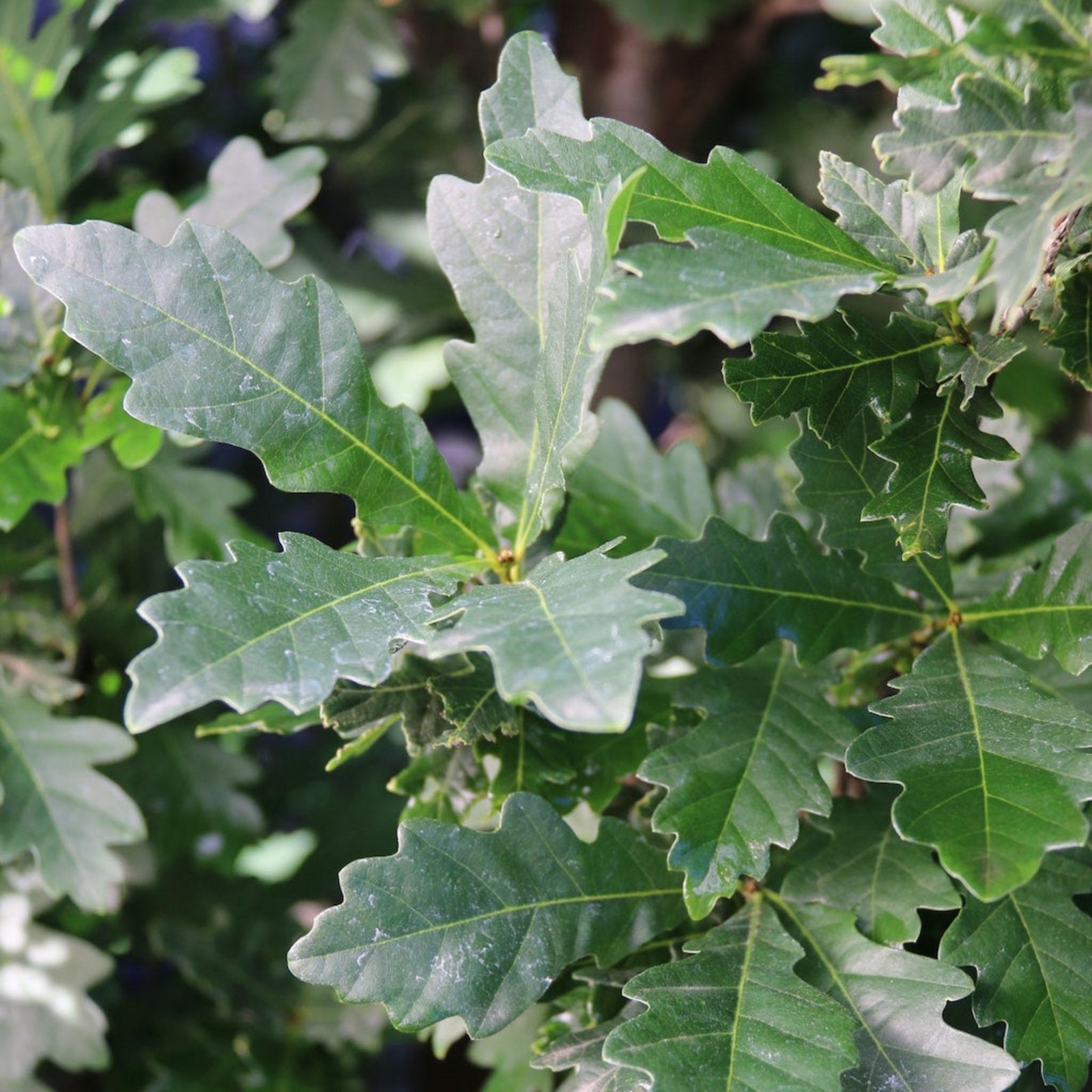 Skinny Genes® Columnar Oak Tree Hover